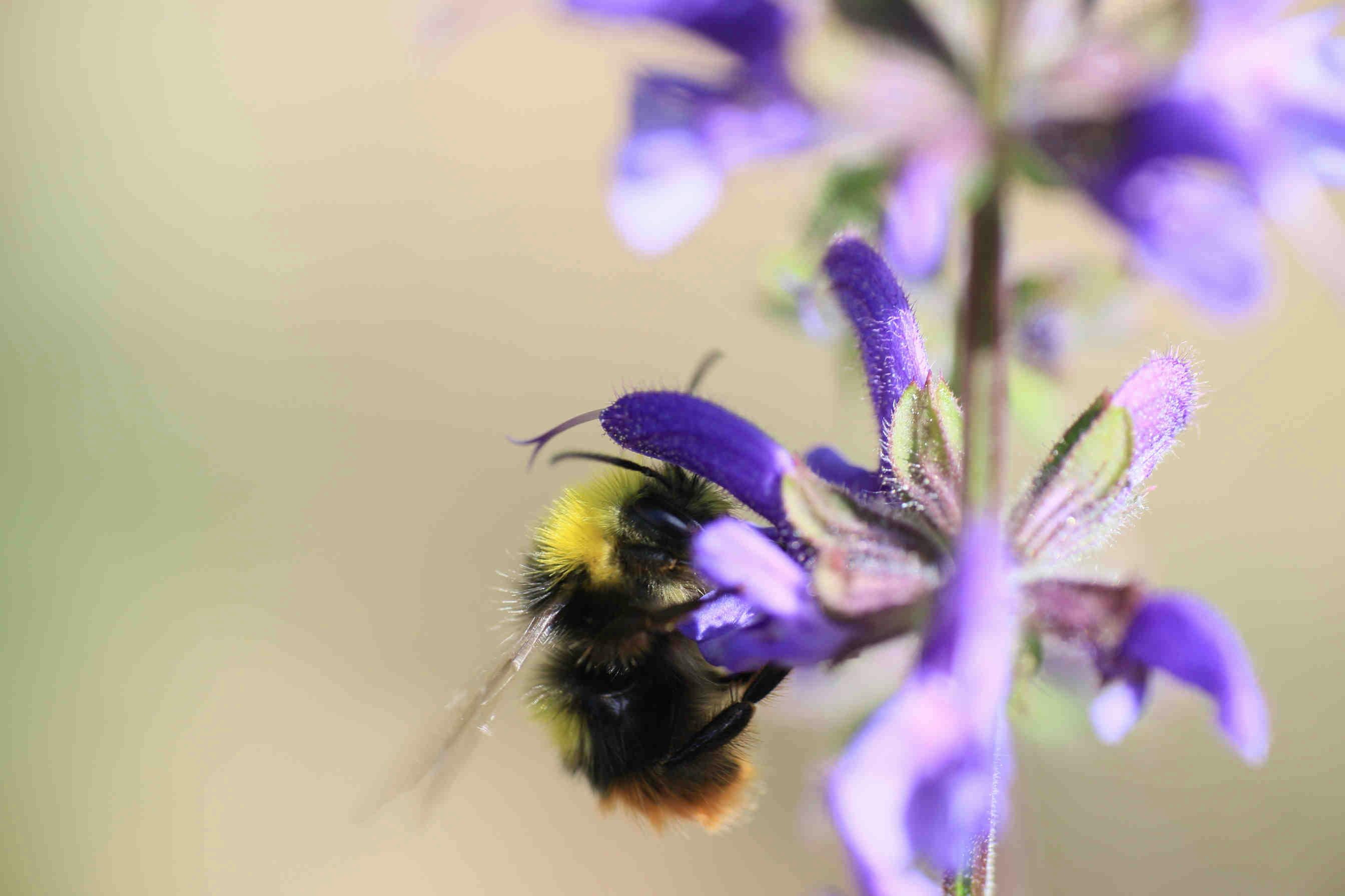 Bumblebee Conservation: The Threats