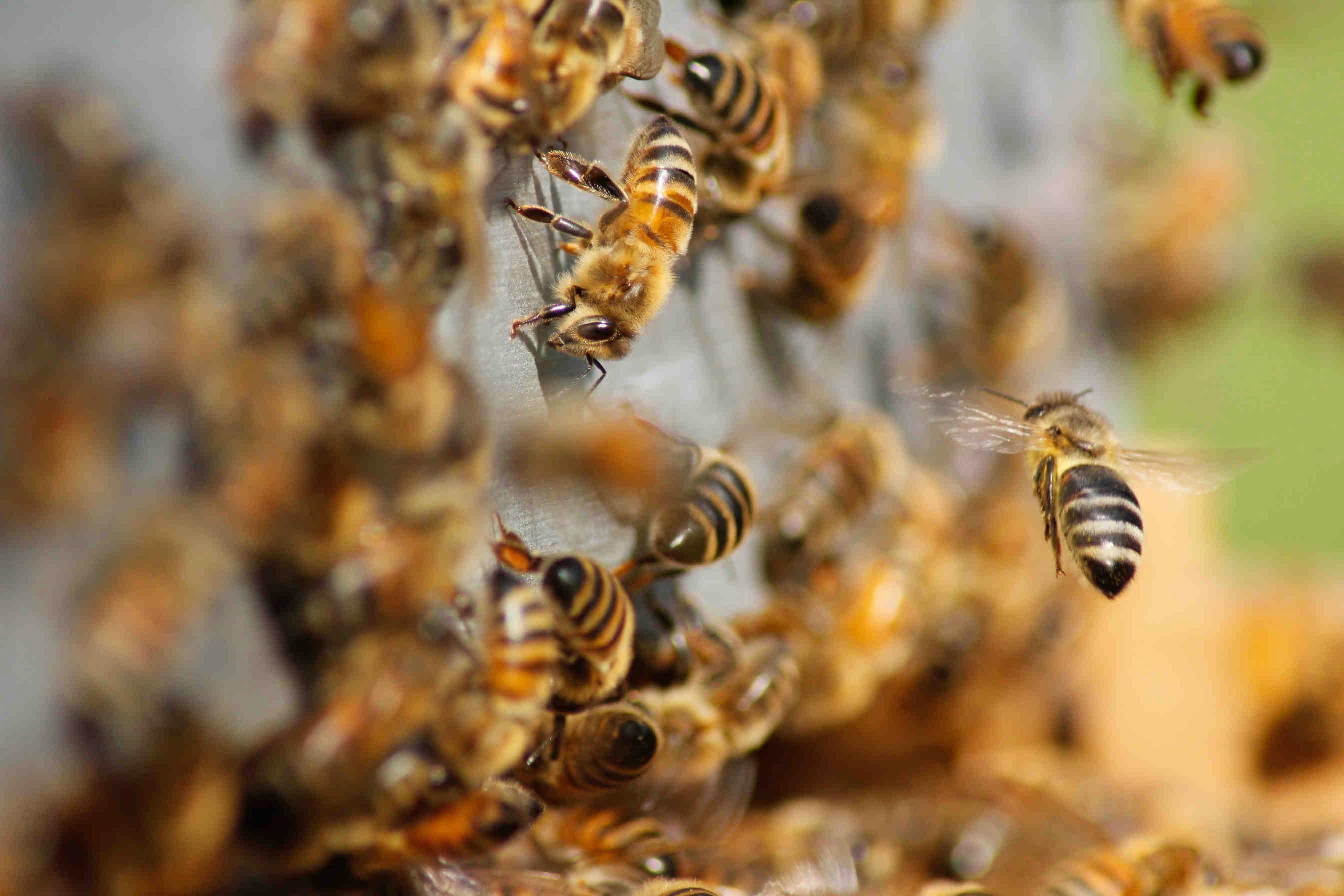La COP27 e le api: le premesse ci sono…