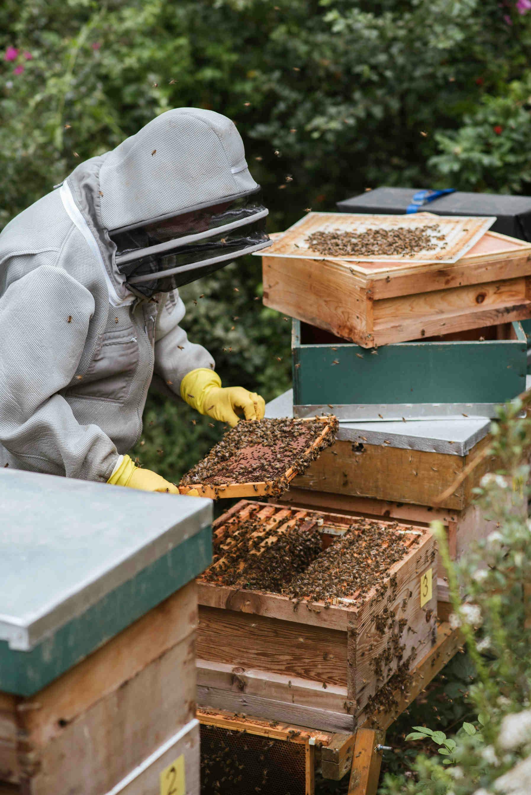Was ist ein smarter Bienenstock?