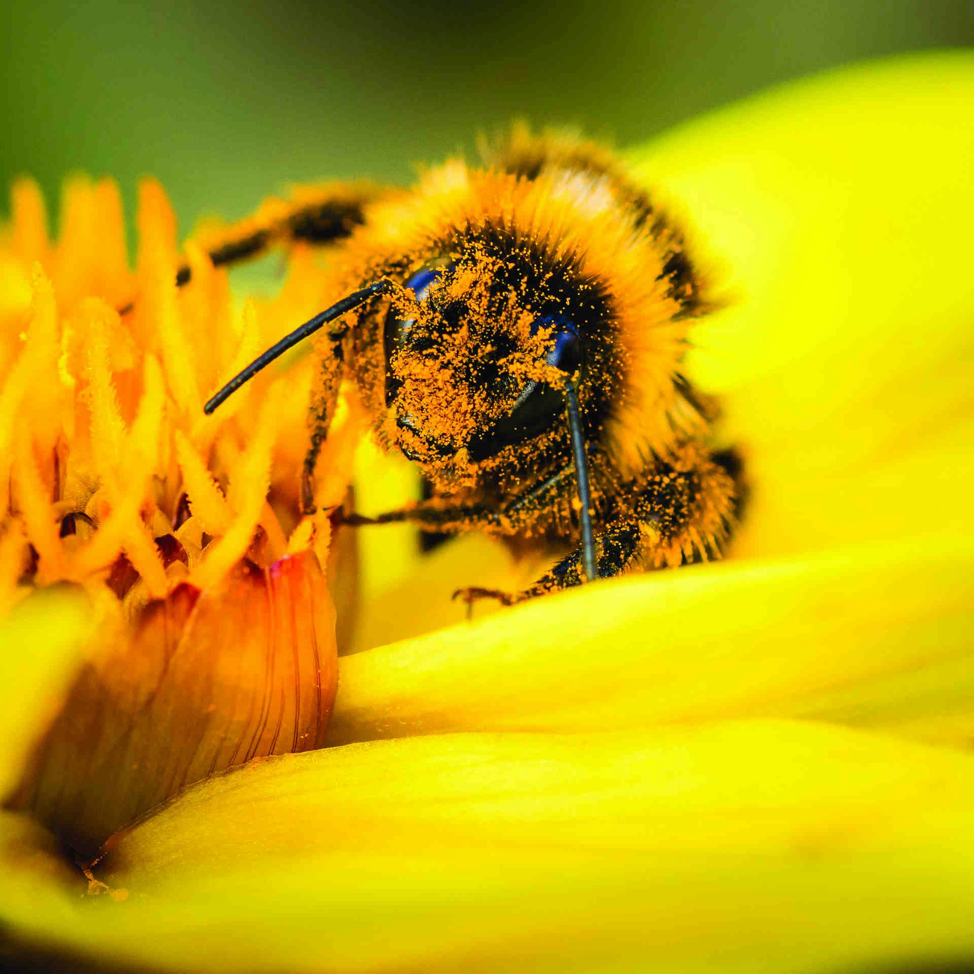 Come avete scelto il progetto "Pollinate the Planet"?