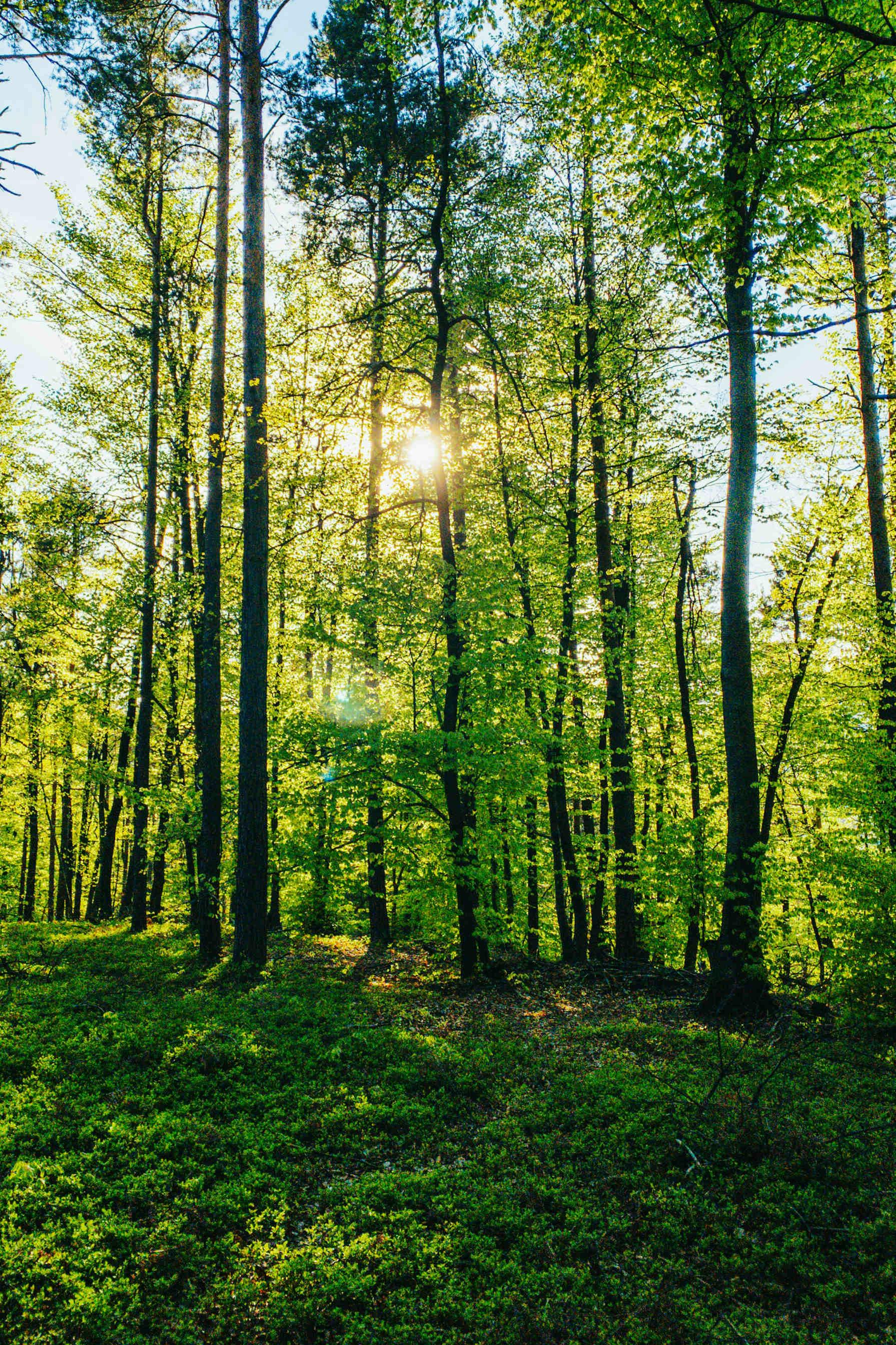 Améliorez votre rapport RSE en parrainant votre forêt