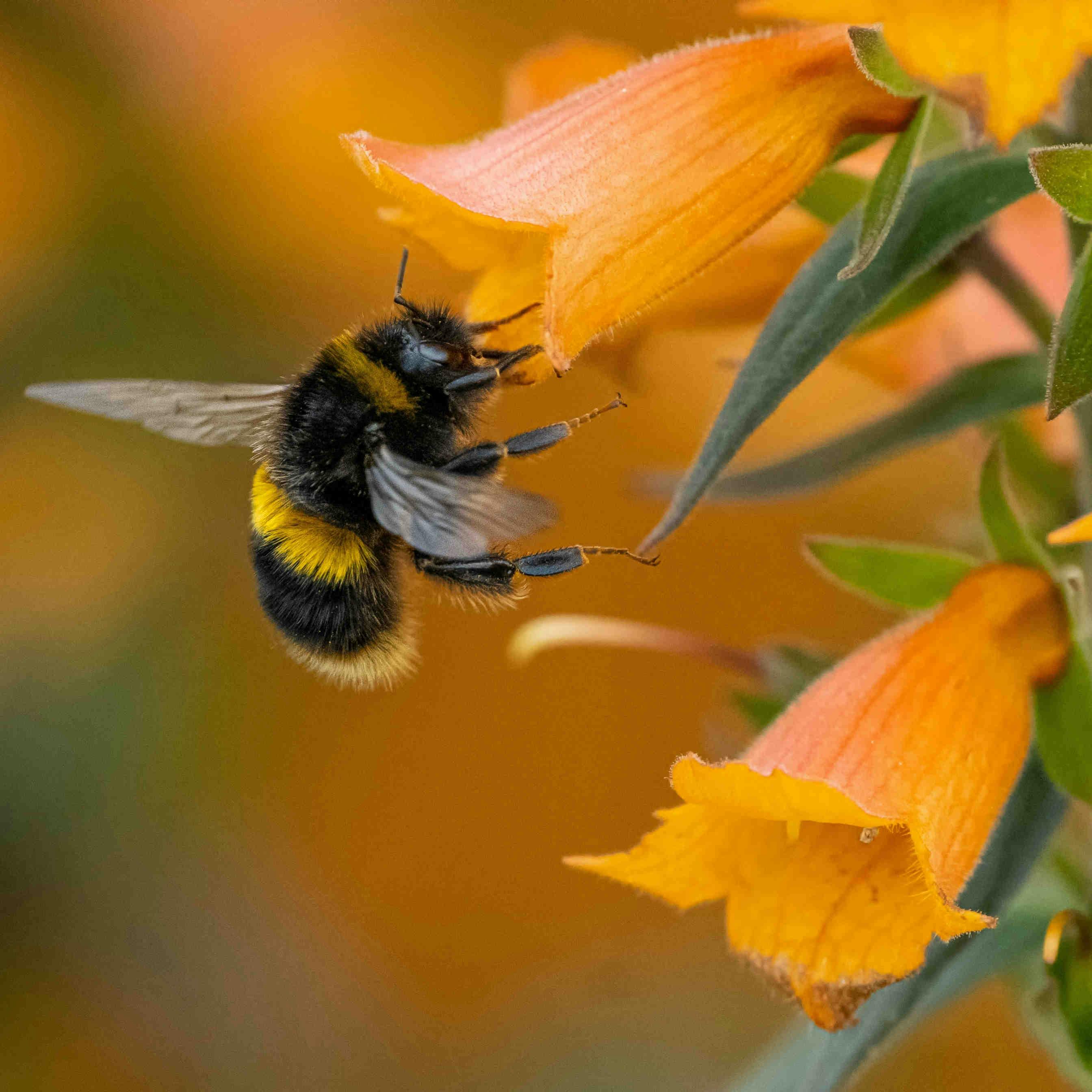 Oasis 3Bee pour la protection des insectes pollinisateurs