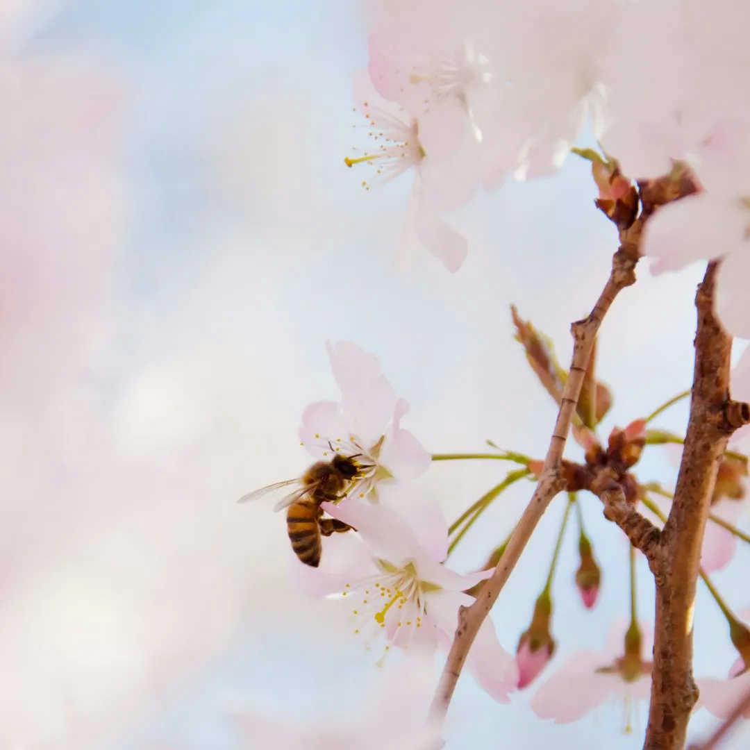 Initiativen zum Schutz der Bienen