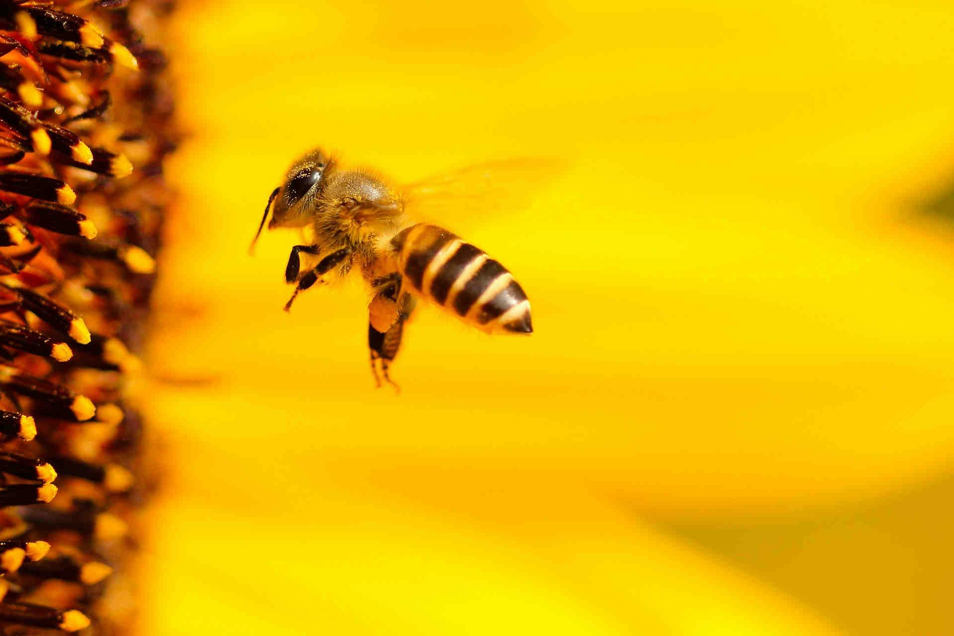 L’impegno dell’ONU per le api non inizia con la COP27