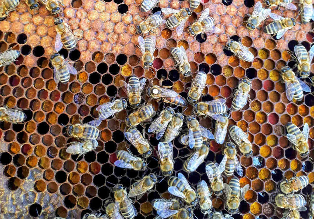 Caractéristiques et particularités de la reine des abeilles