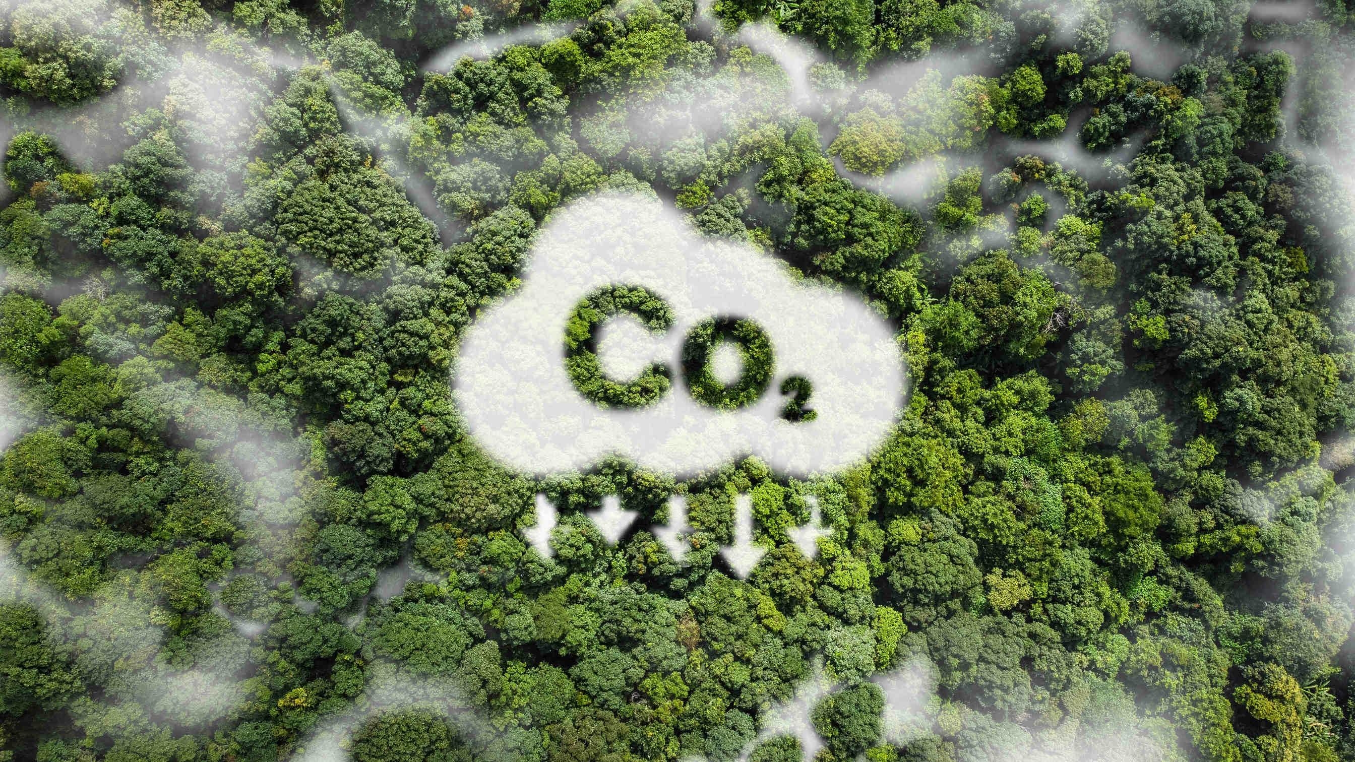Preservare la biodiversità e limitare l'aumento di CO2