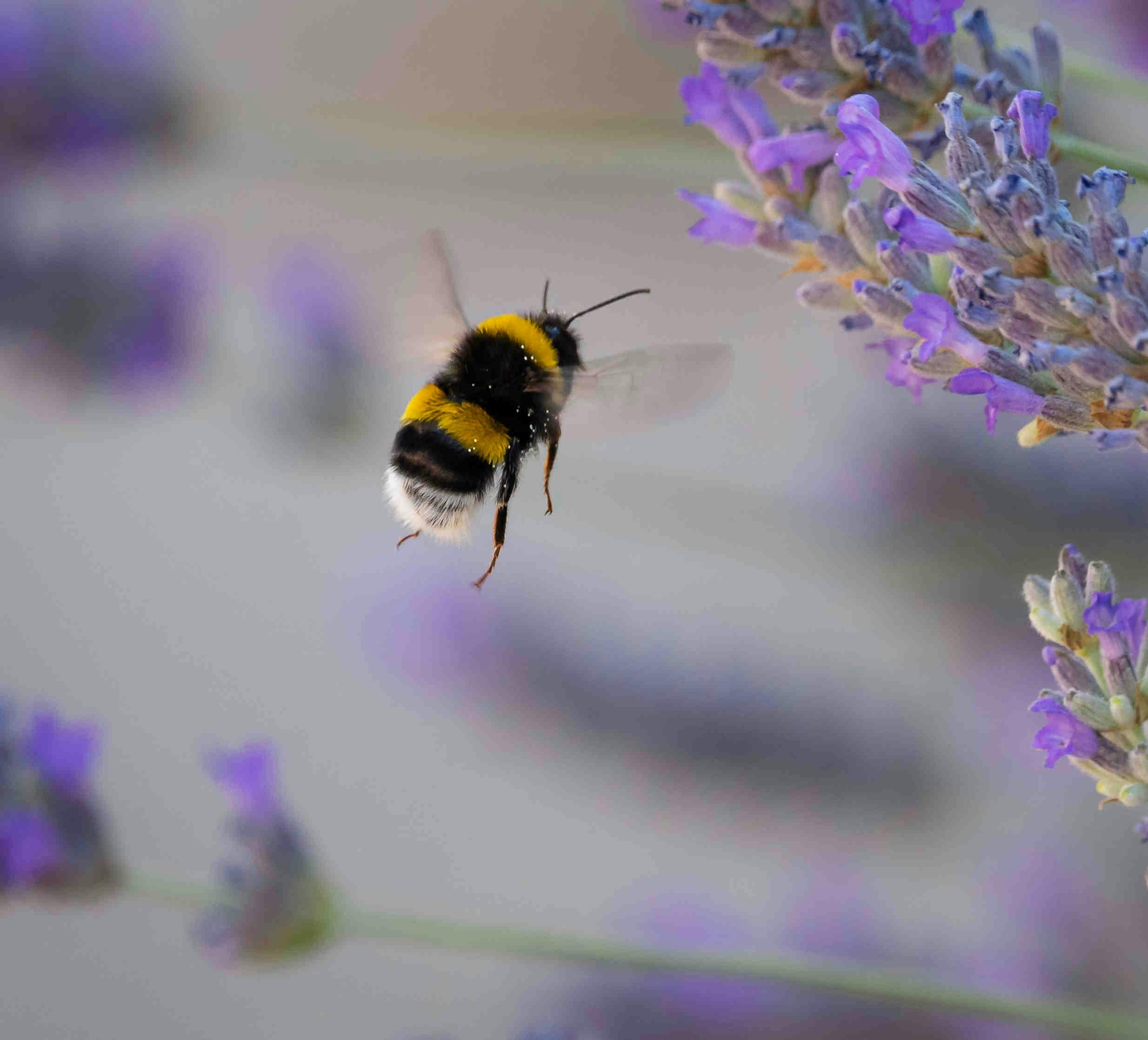 Bumblebee Habitats: Diverse Homes for Diverse Species