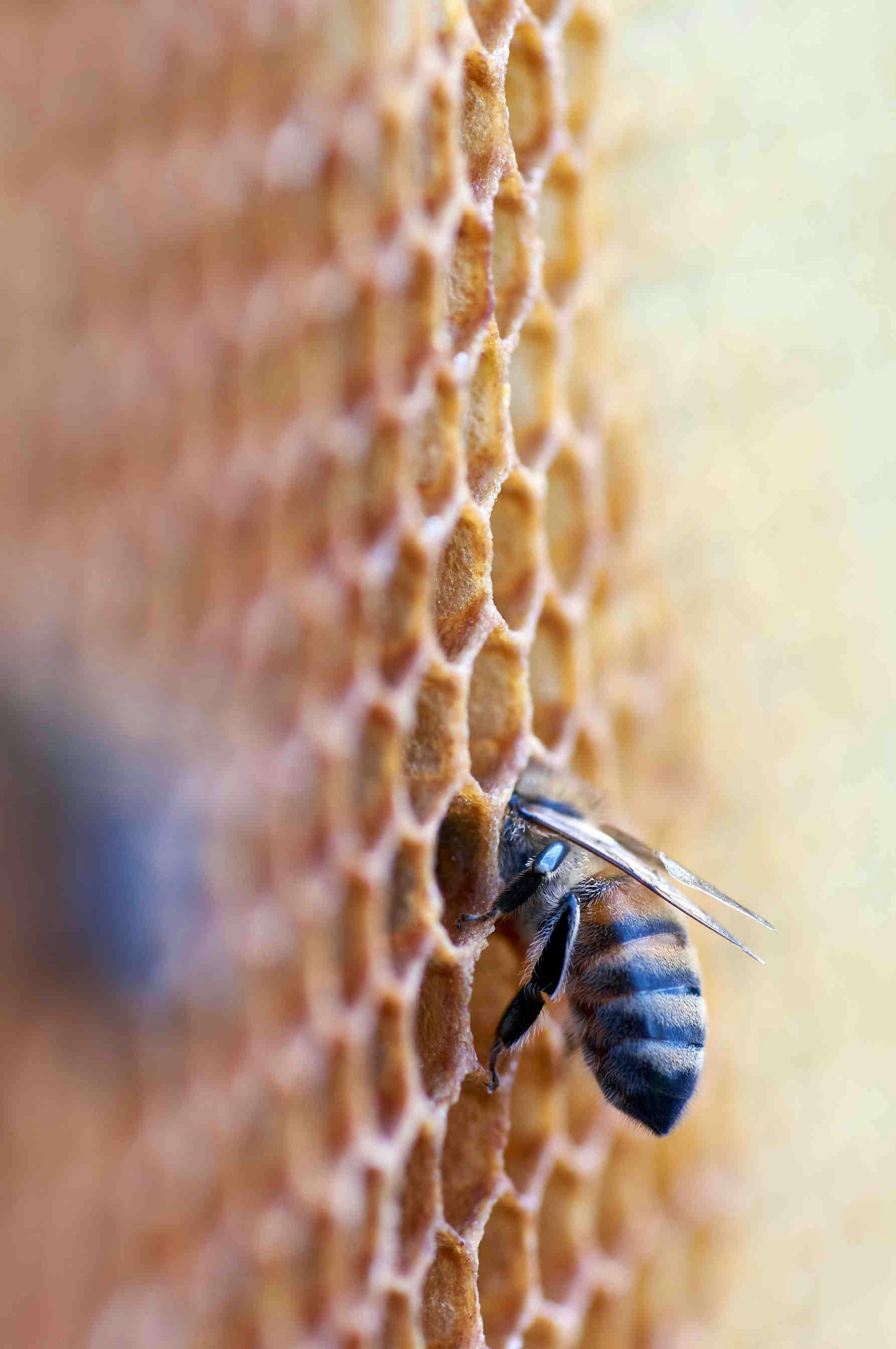 L'importanza del miele
