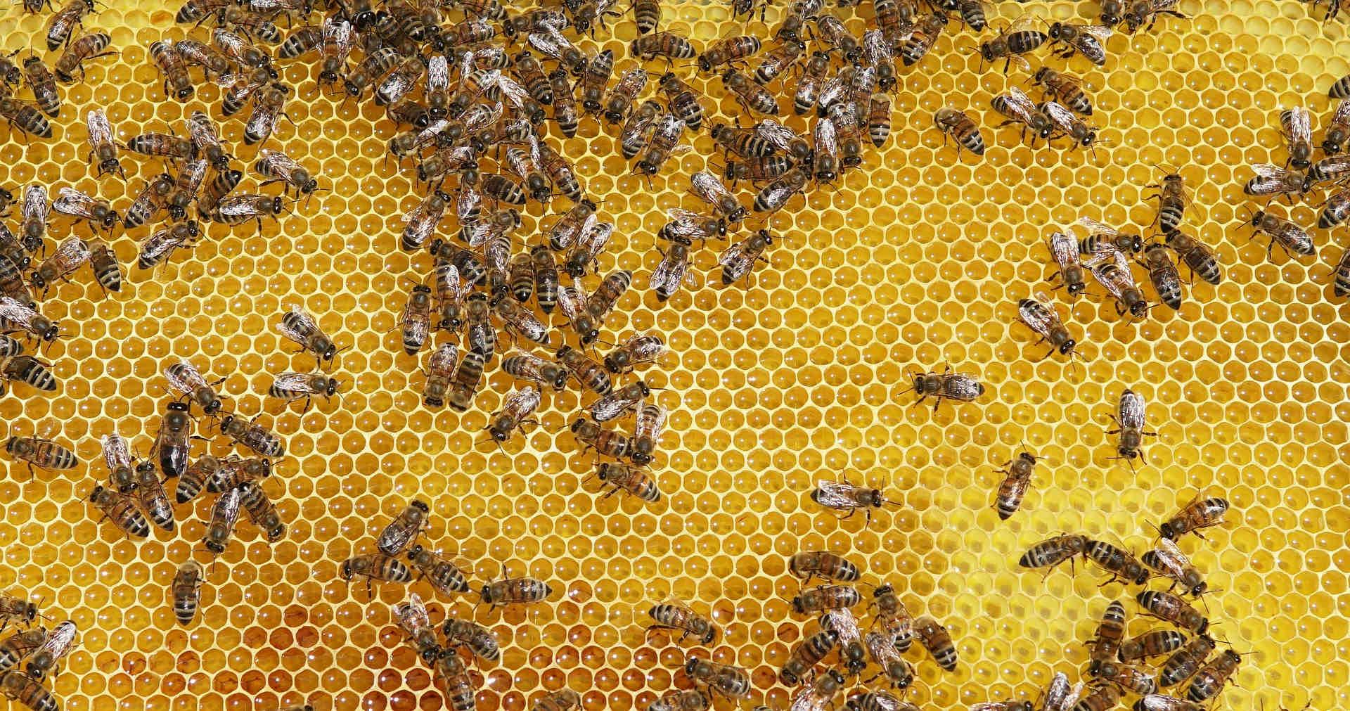 Di cosa è composto il miele?