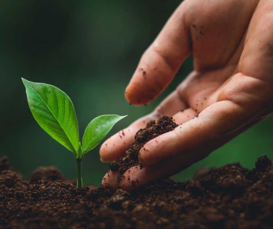 Unterstützen Sie Baumpflanzung-Initiativen