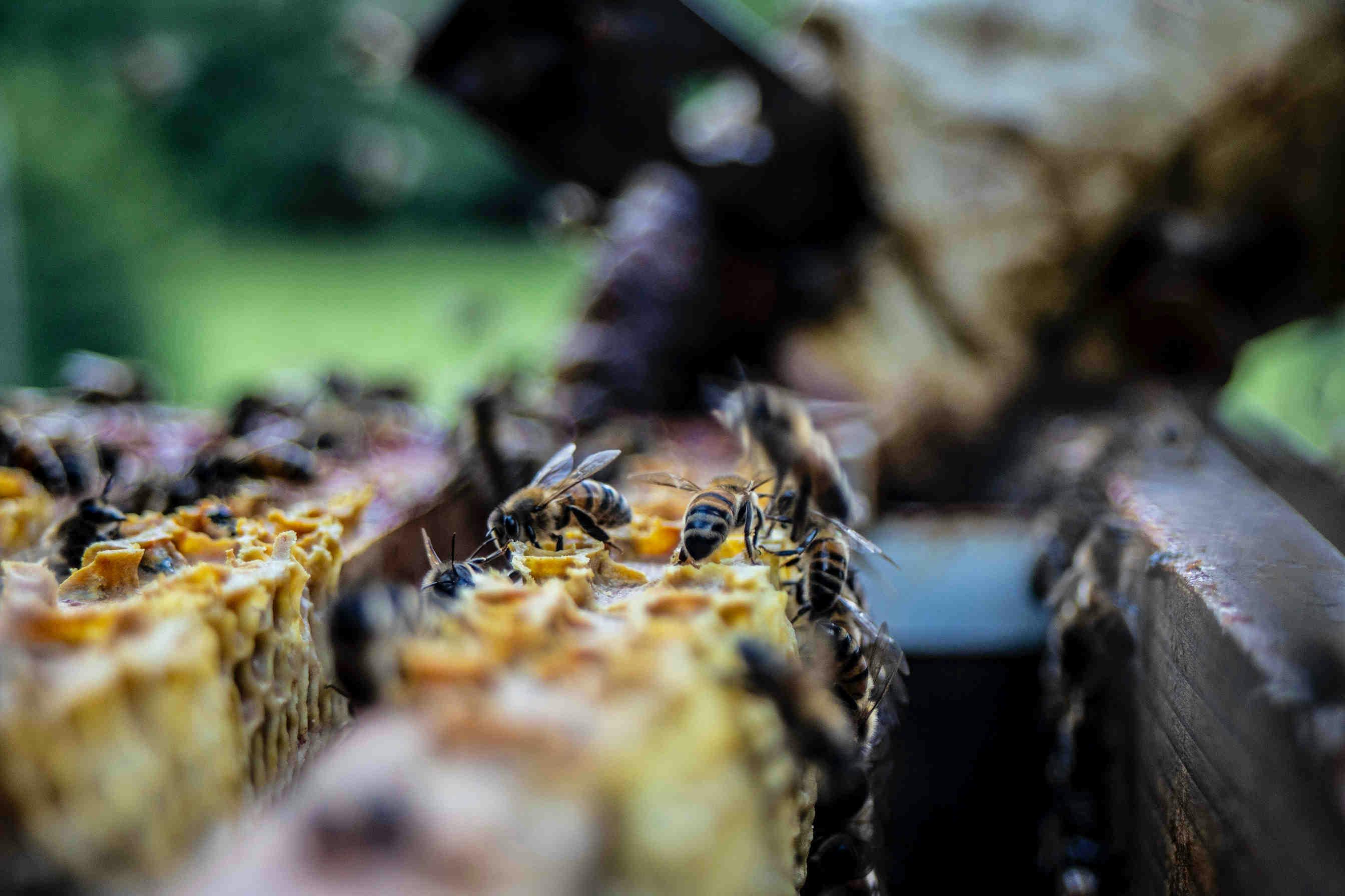 L'importanza del miele
