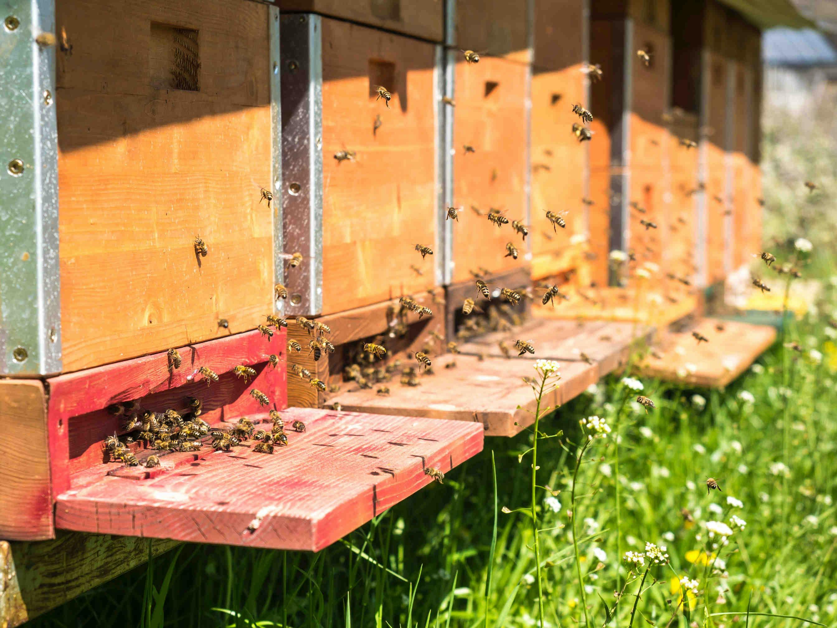 Adotta un alveare o costruisci un apiario aziendale