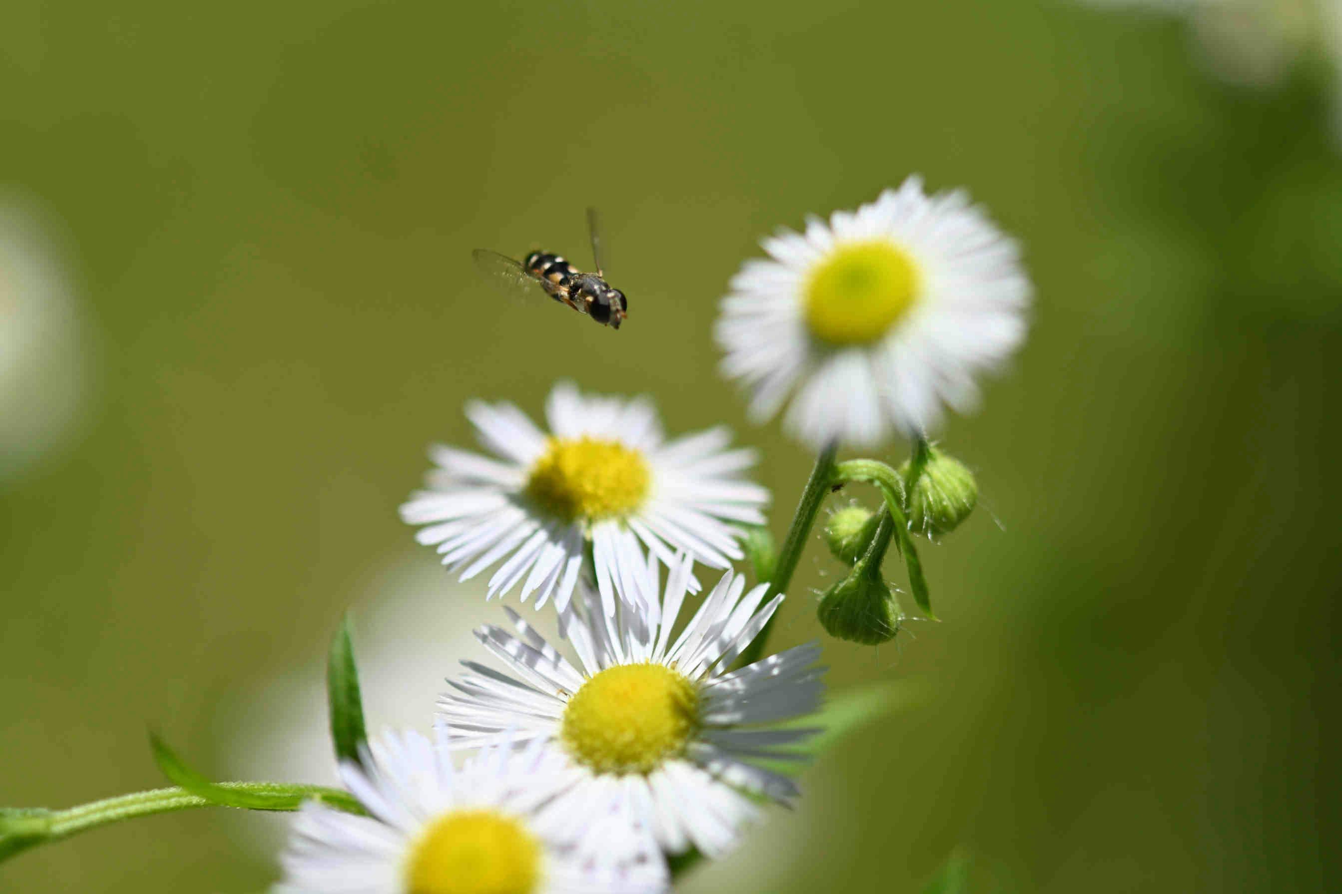 Pollinators: who they are and what role they play