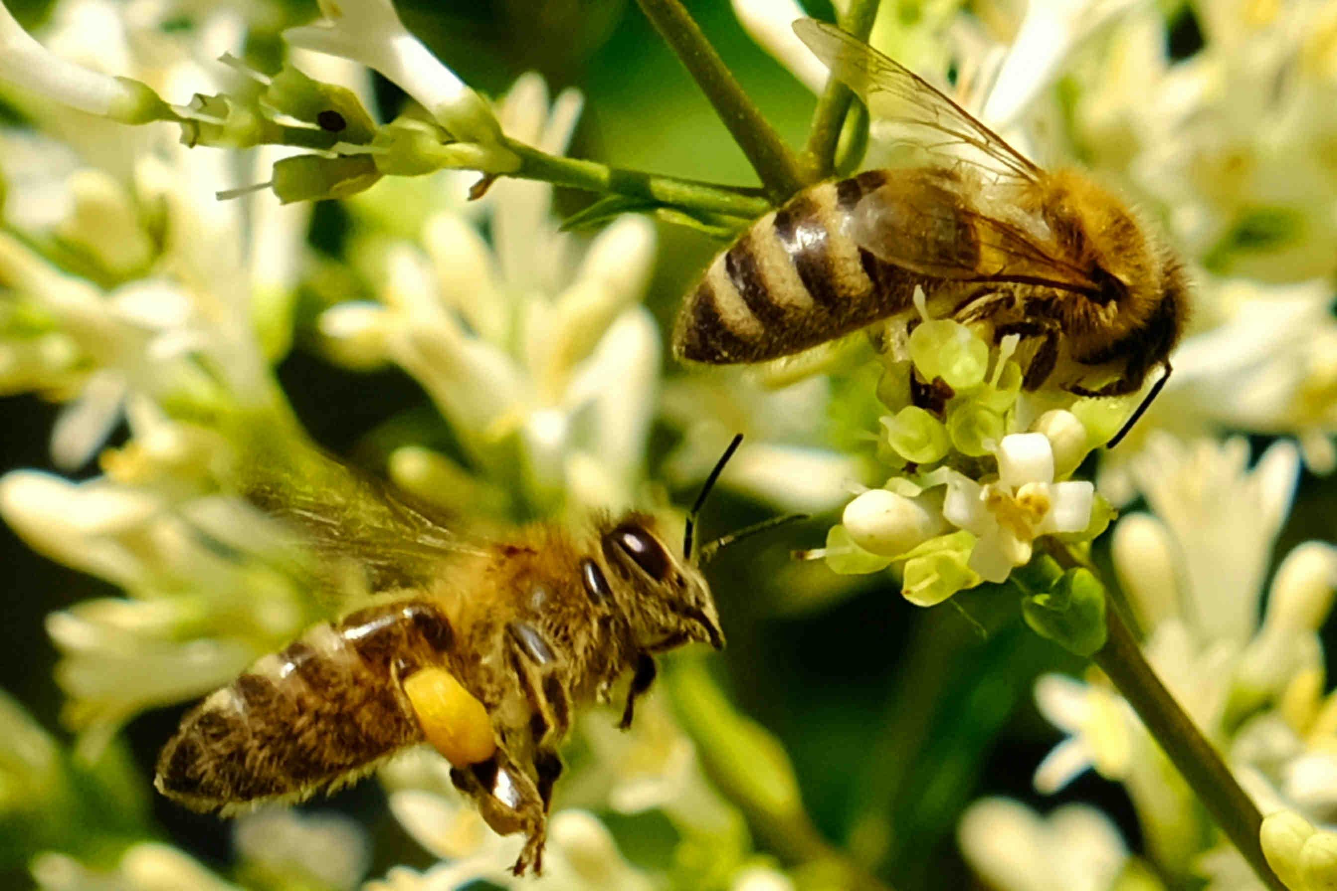 Proprietà e benefici del miele millefiori di montagna
