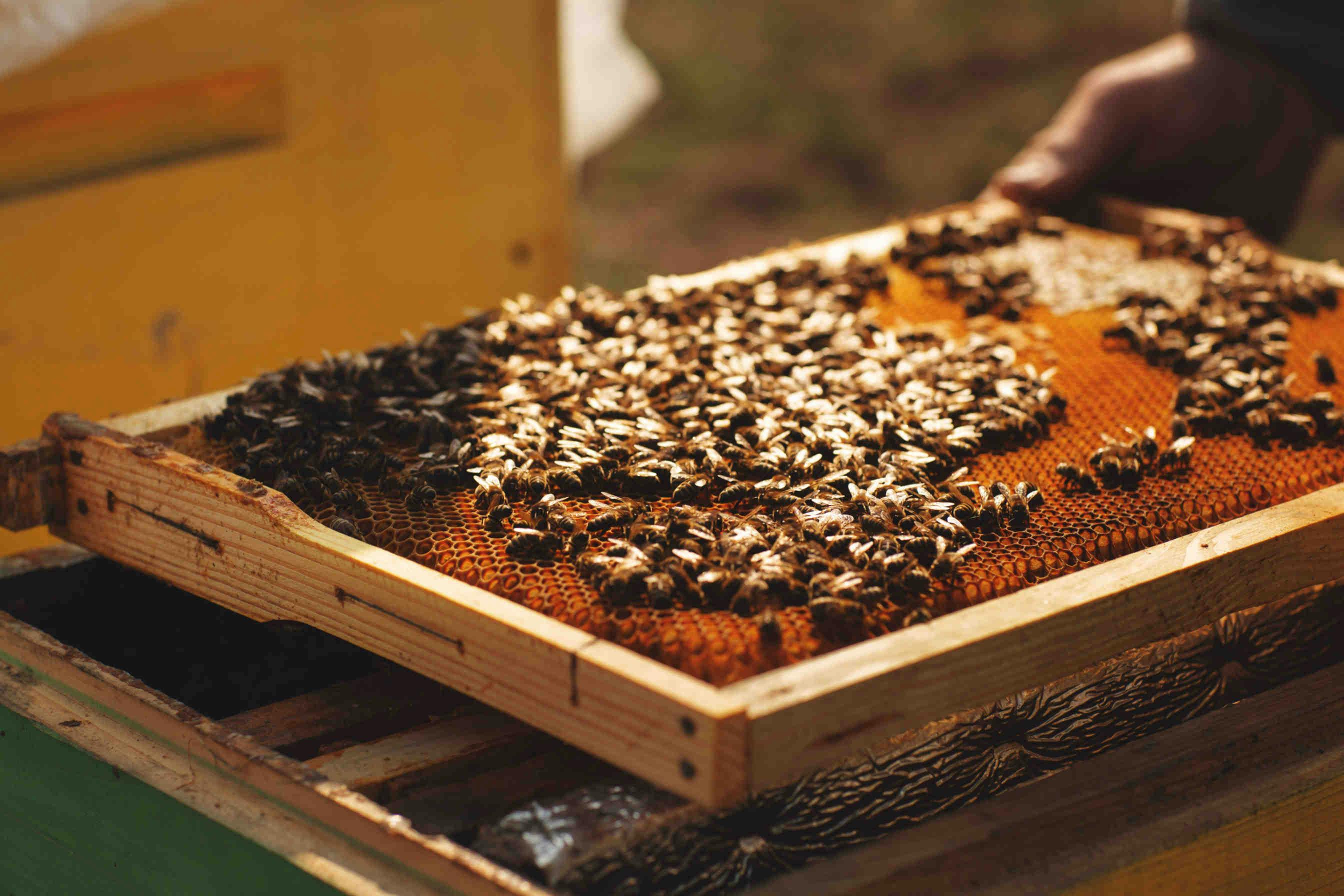 Größe eines Bienenstocks und die Arbeit der Bienen