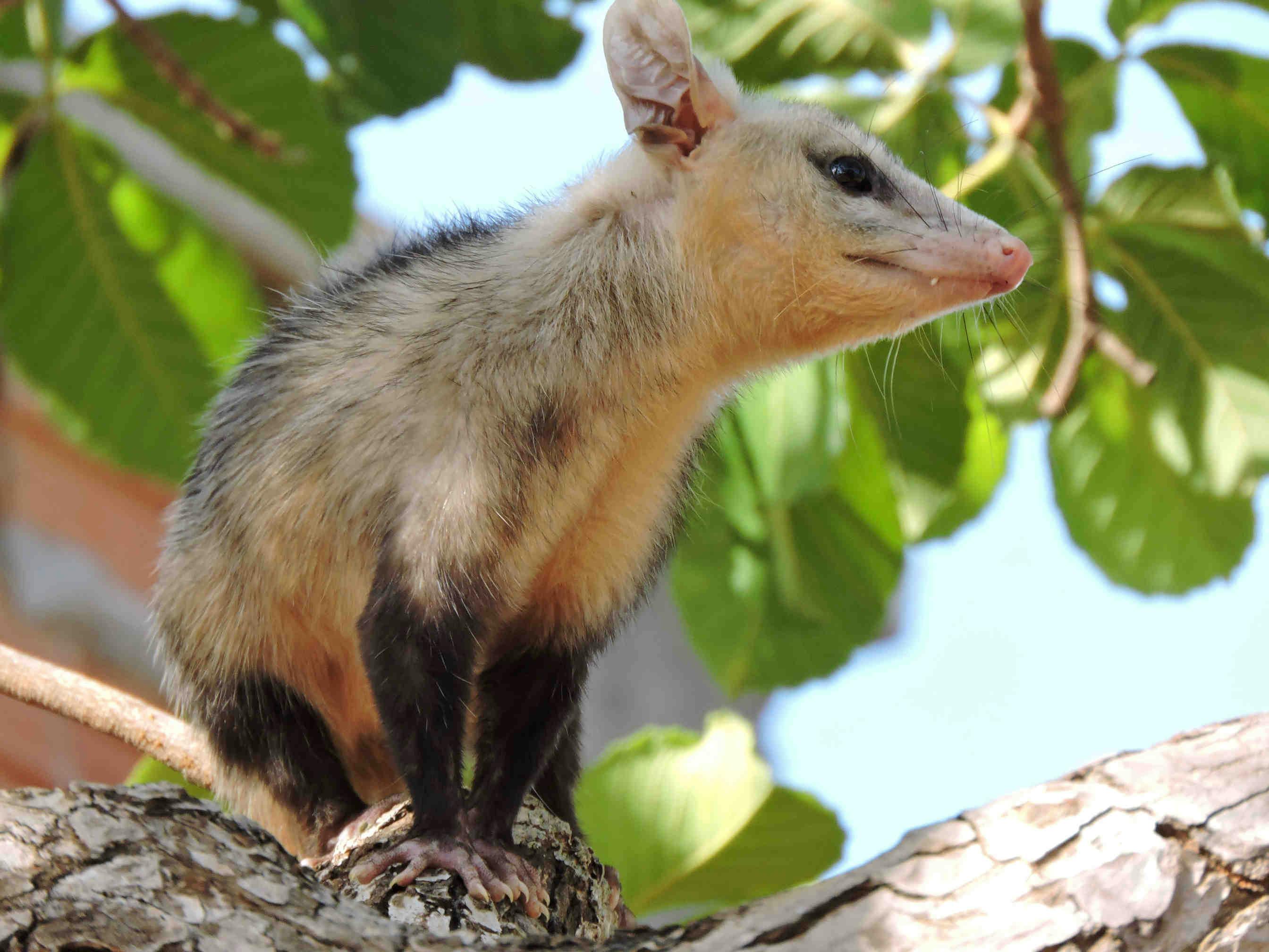Tutto merito degli opossum