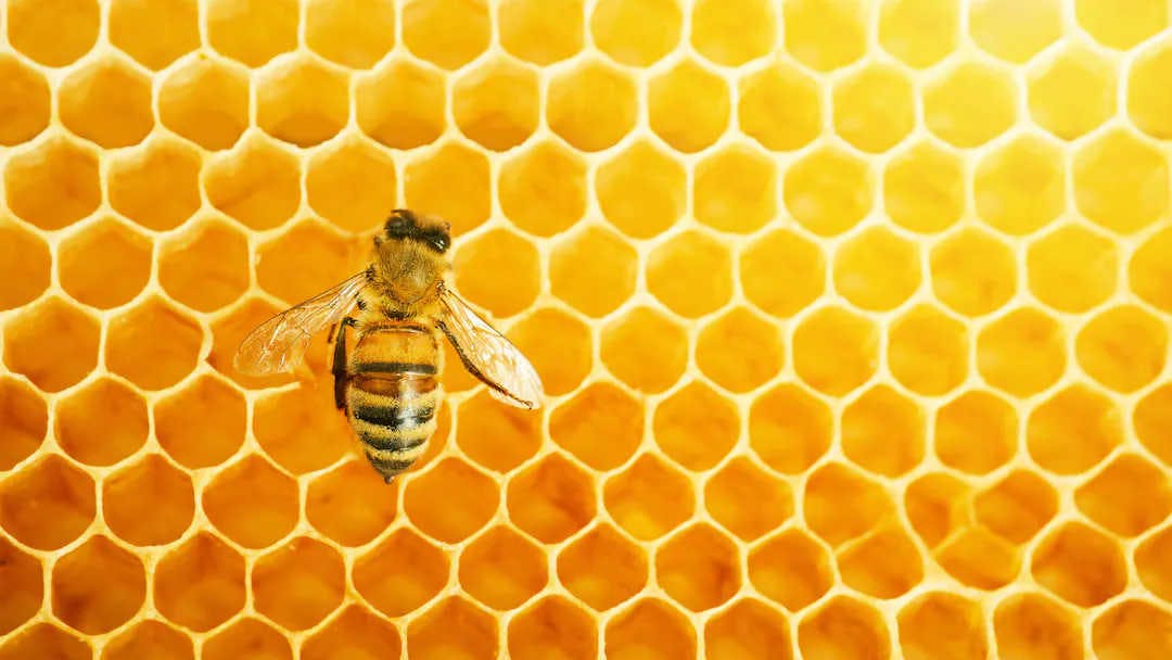 Soutenez les pollinisateurs : parrainez une ruche !