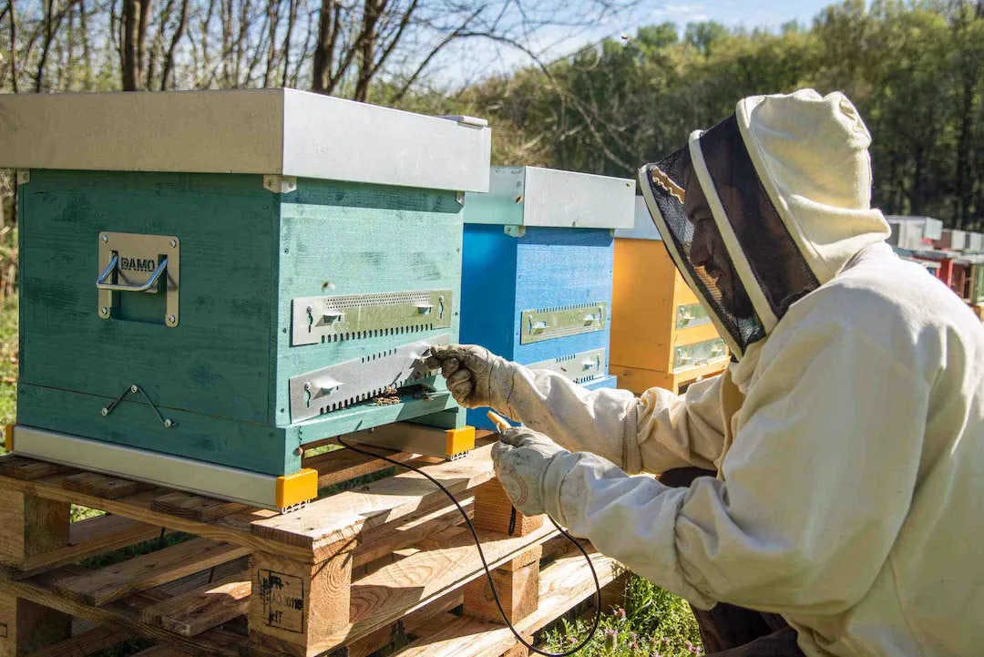 Contrôlez vos abeilles grâce à un moniteur à distance