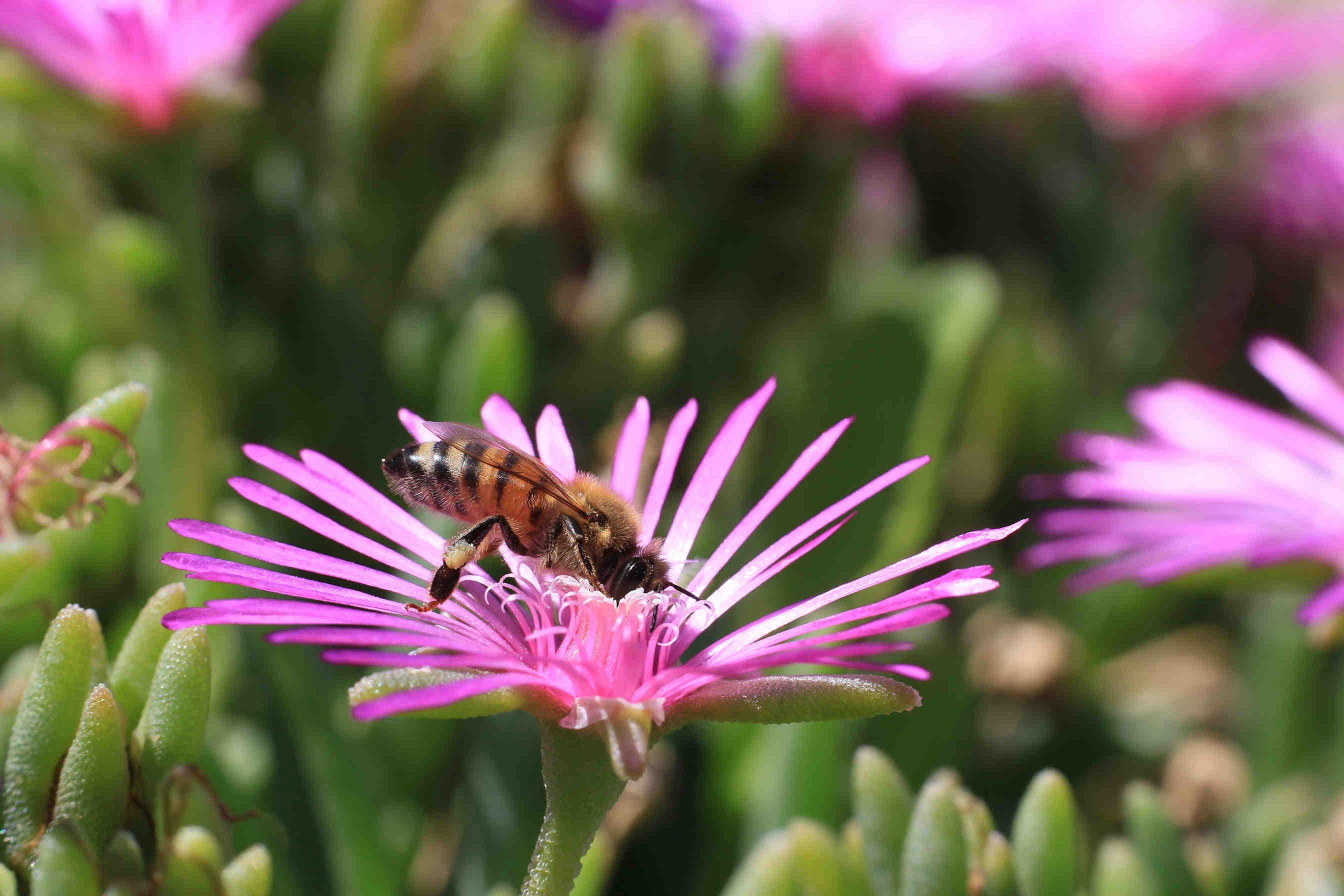 Le sfide per le api: cambiamenti climatici e monocolture