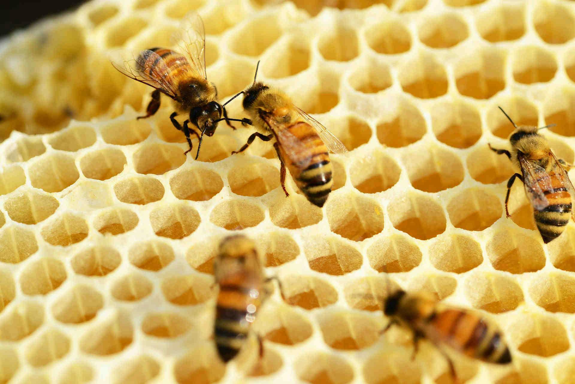 Il gusto e le proprietà del miele di Santoreggia