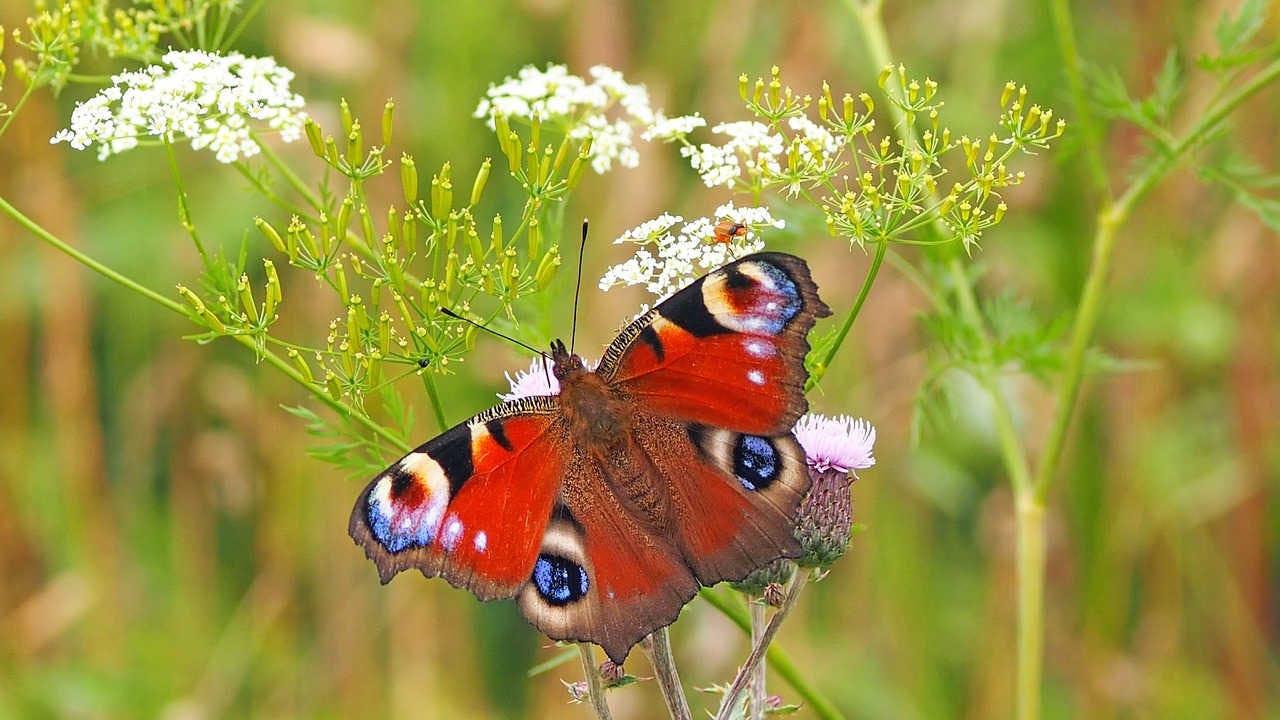 Le farfalle: habitat e ciclo di vita