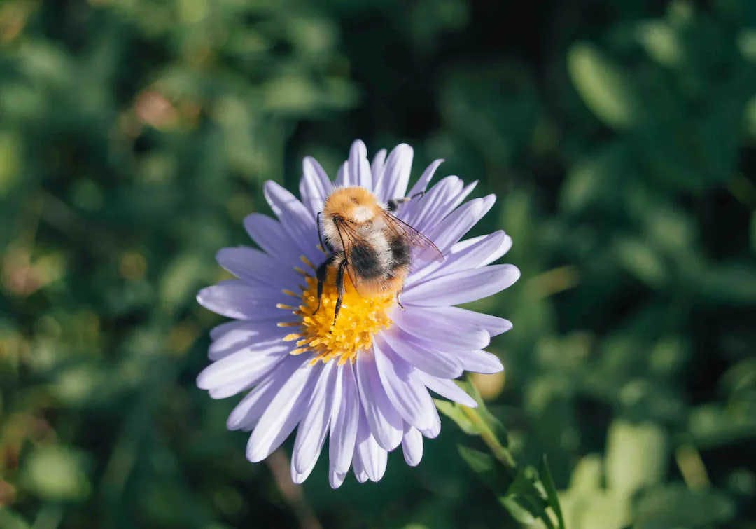 CSR and 3Bee, a path to sustainability begins