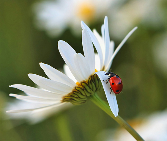 Ladybirds: 5 incredible curiosities