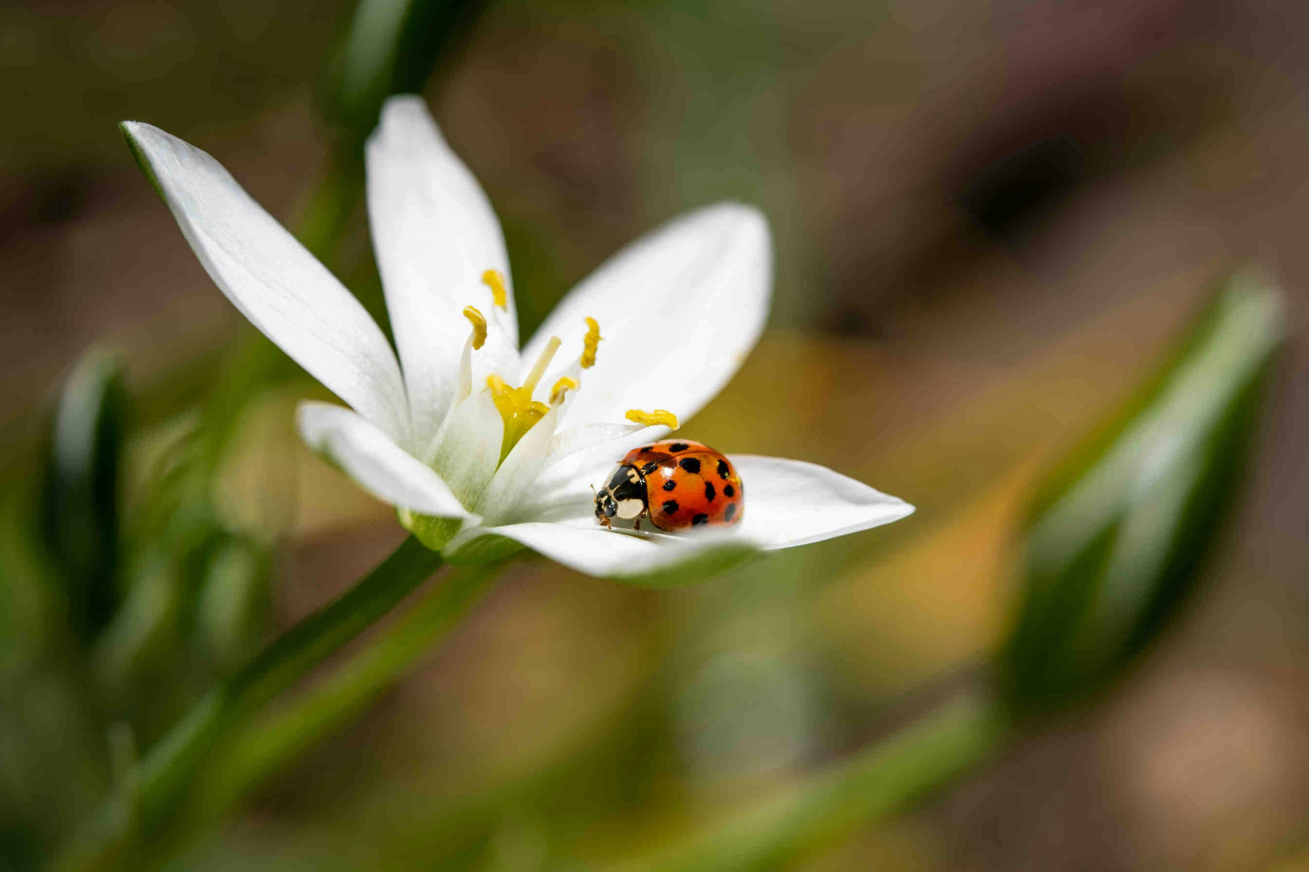 Pollination and Biodiversity