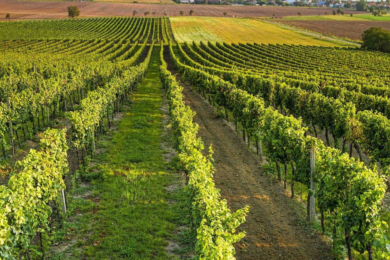 Wine tourism promotes territories