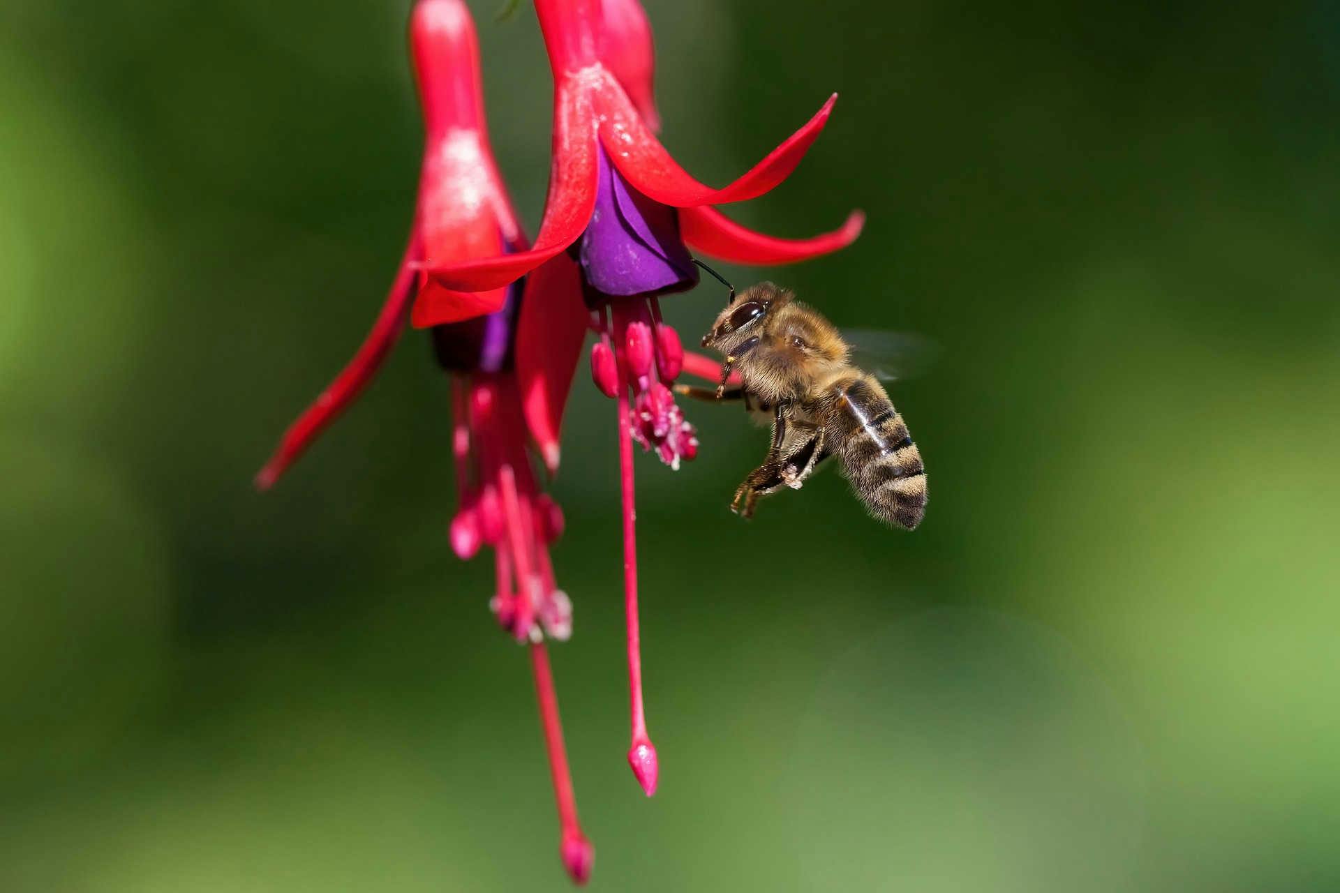 L'efficienza delle api nell'impollinazione