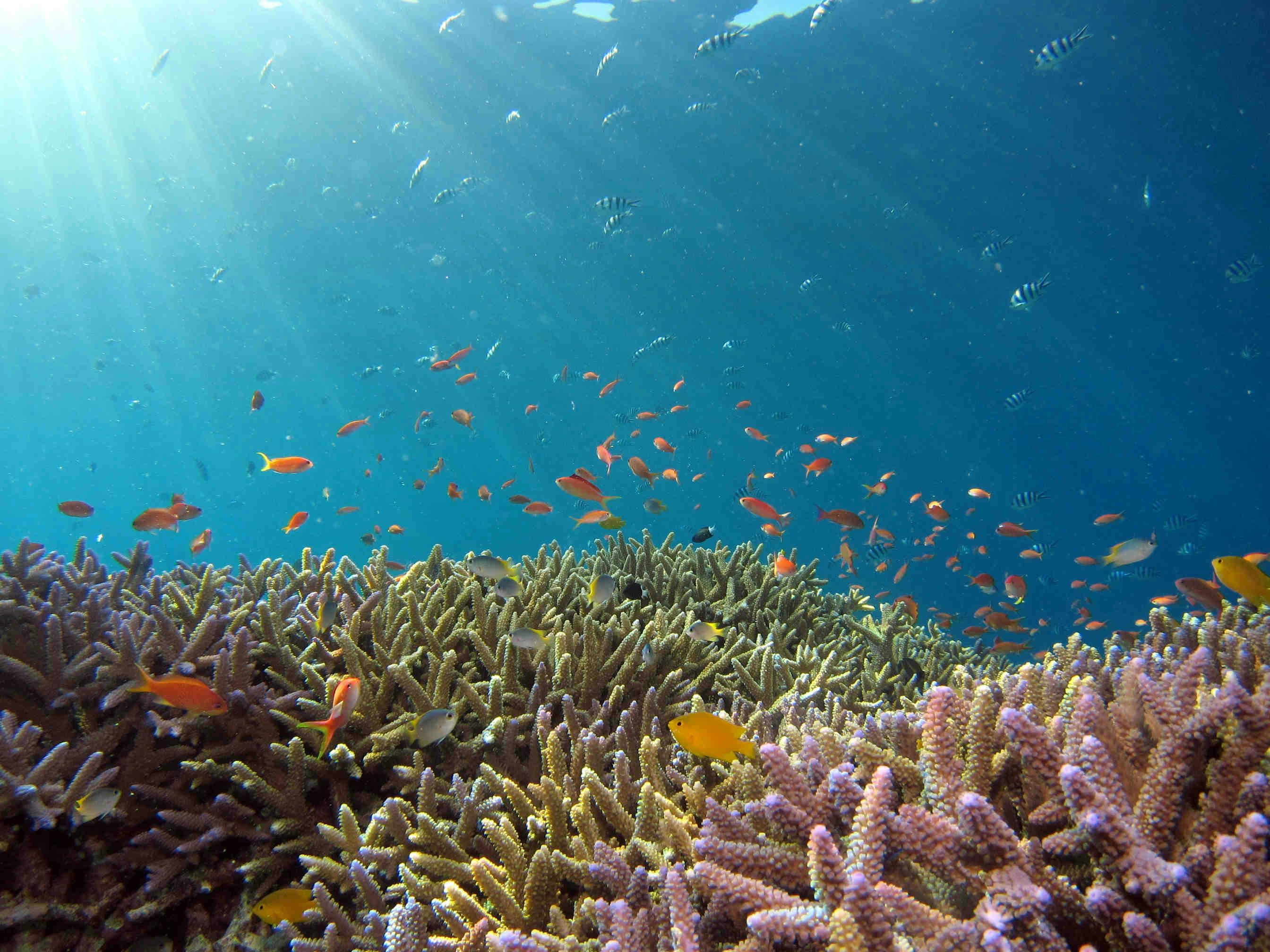 La perdita di biodiversità negli ecosistemi marini