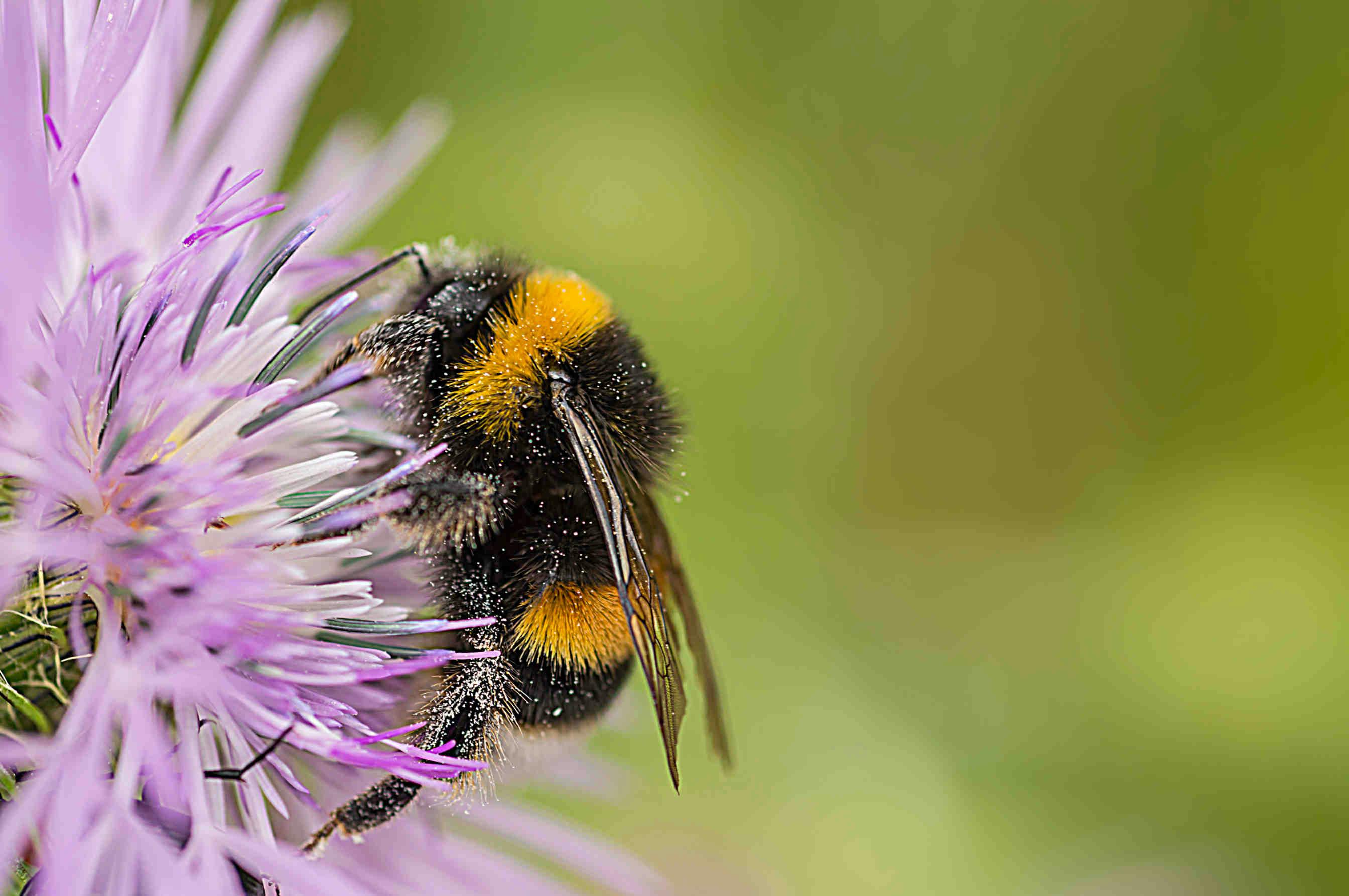 Pollinators in Europe