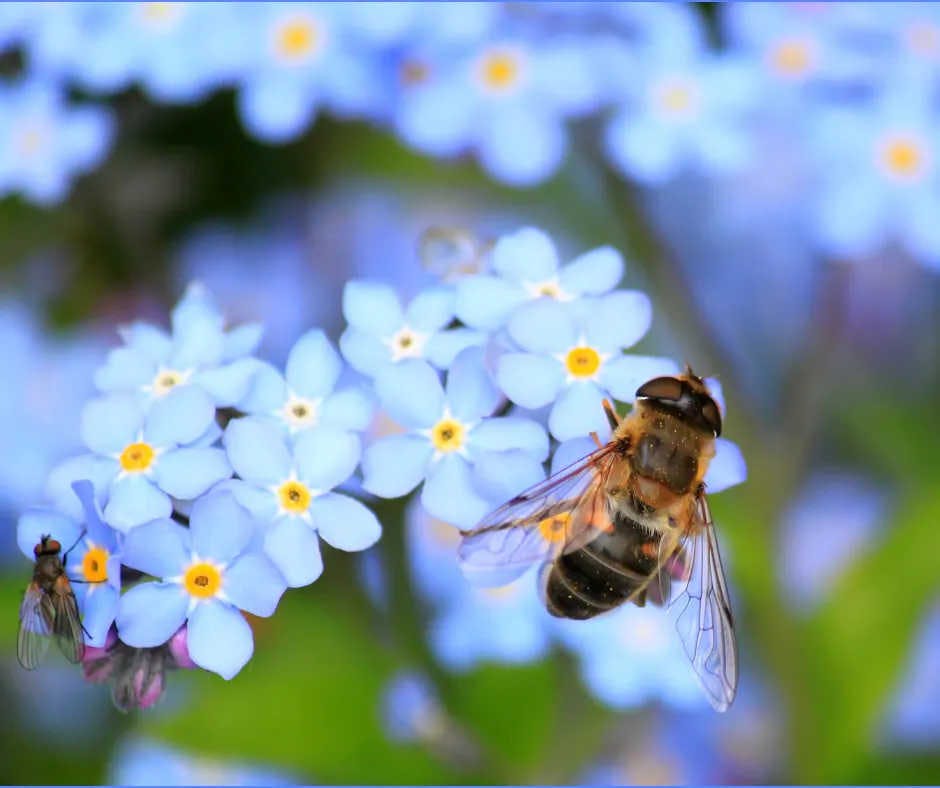 Wie erklärt man Kindern die Bedeutung der Bienen?