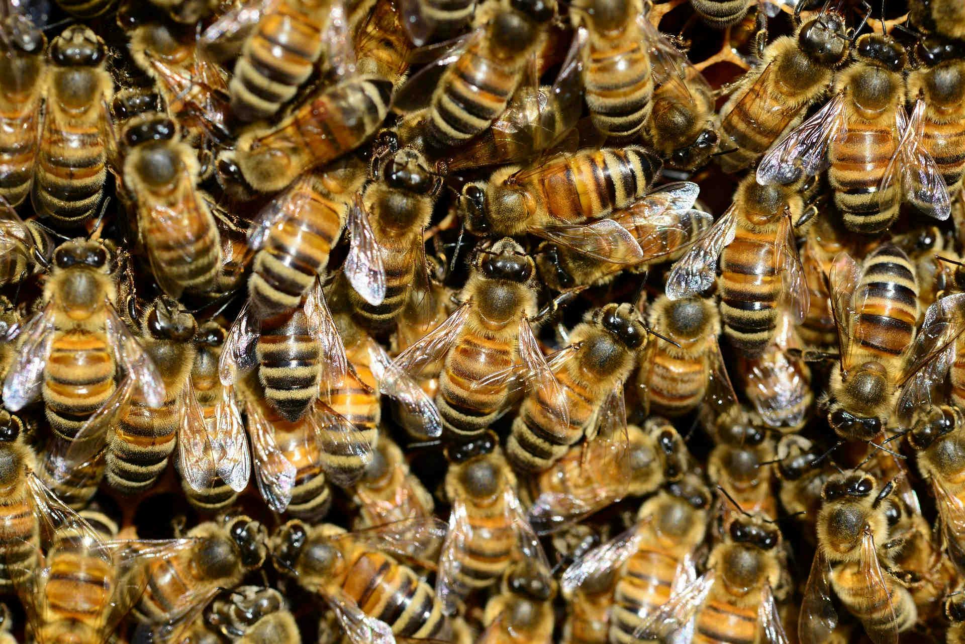 Dimensioni di un alveare e lavoro delle api
