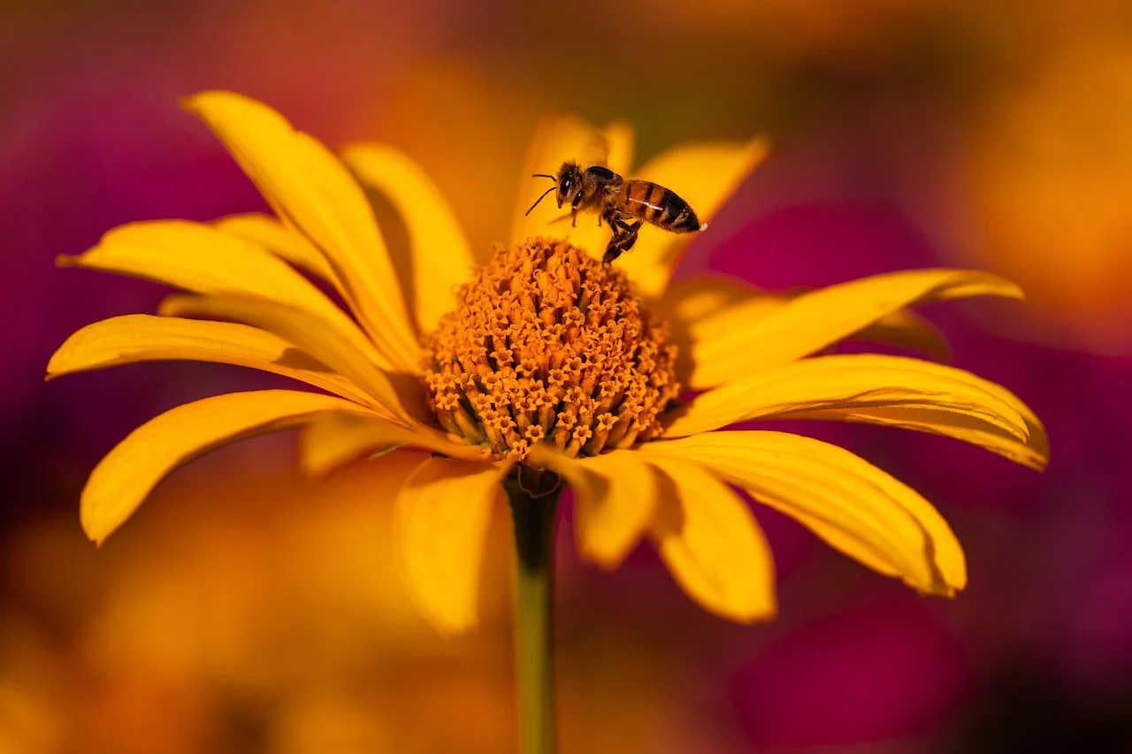 Die Bienenkönigin: Geburt, Wachstum, Ernährung und Aufgaben
