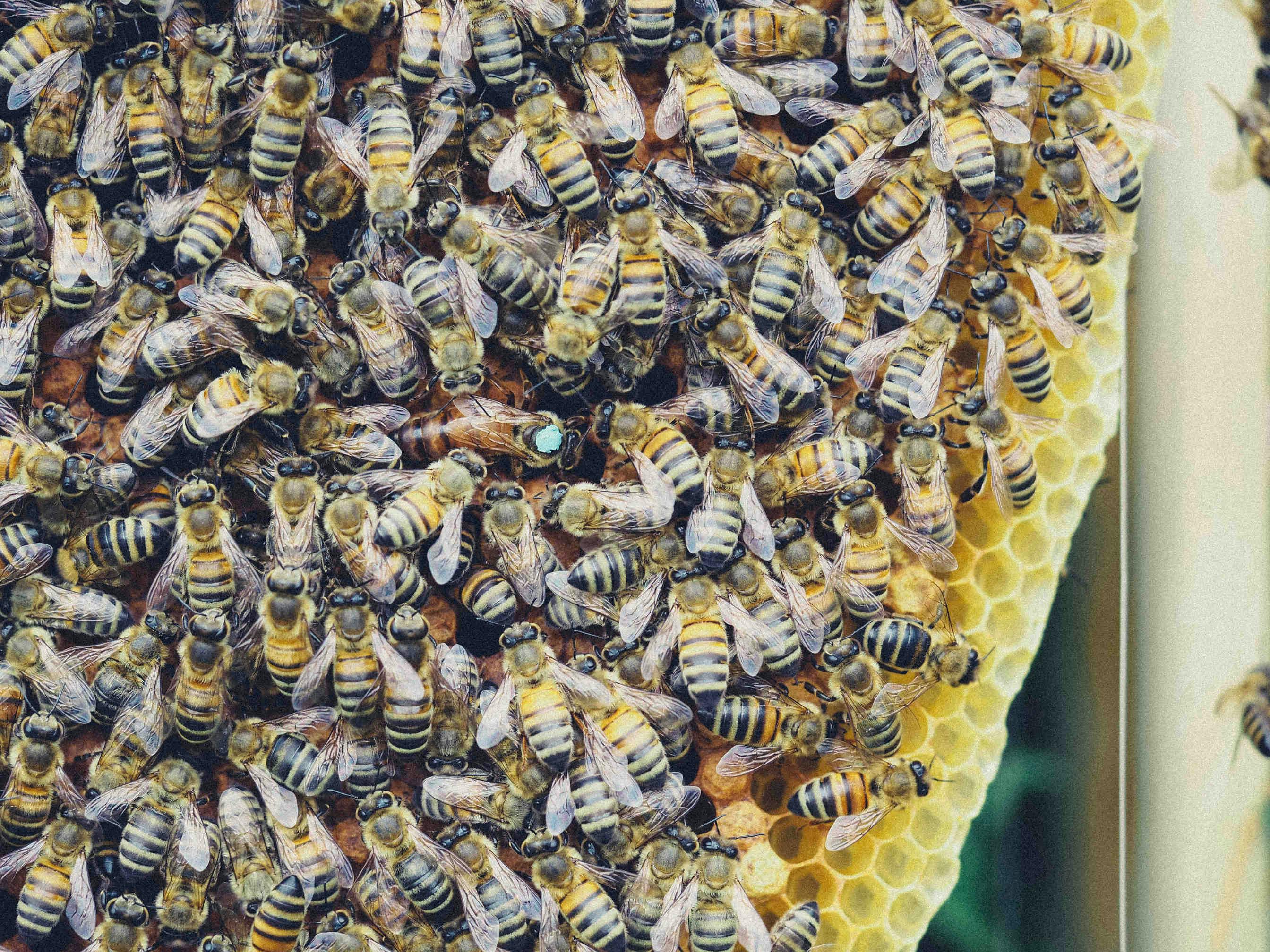 Differenza del canto delle api vergini e api fecondate