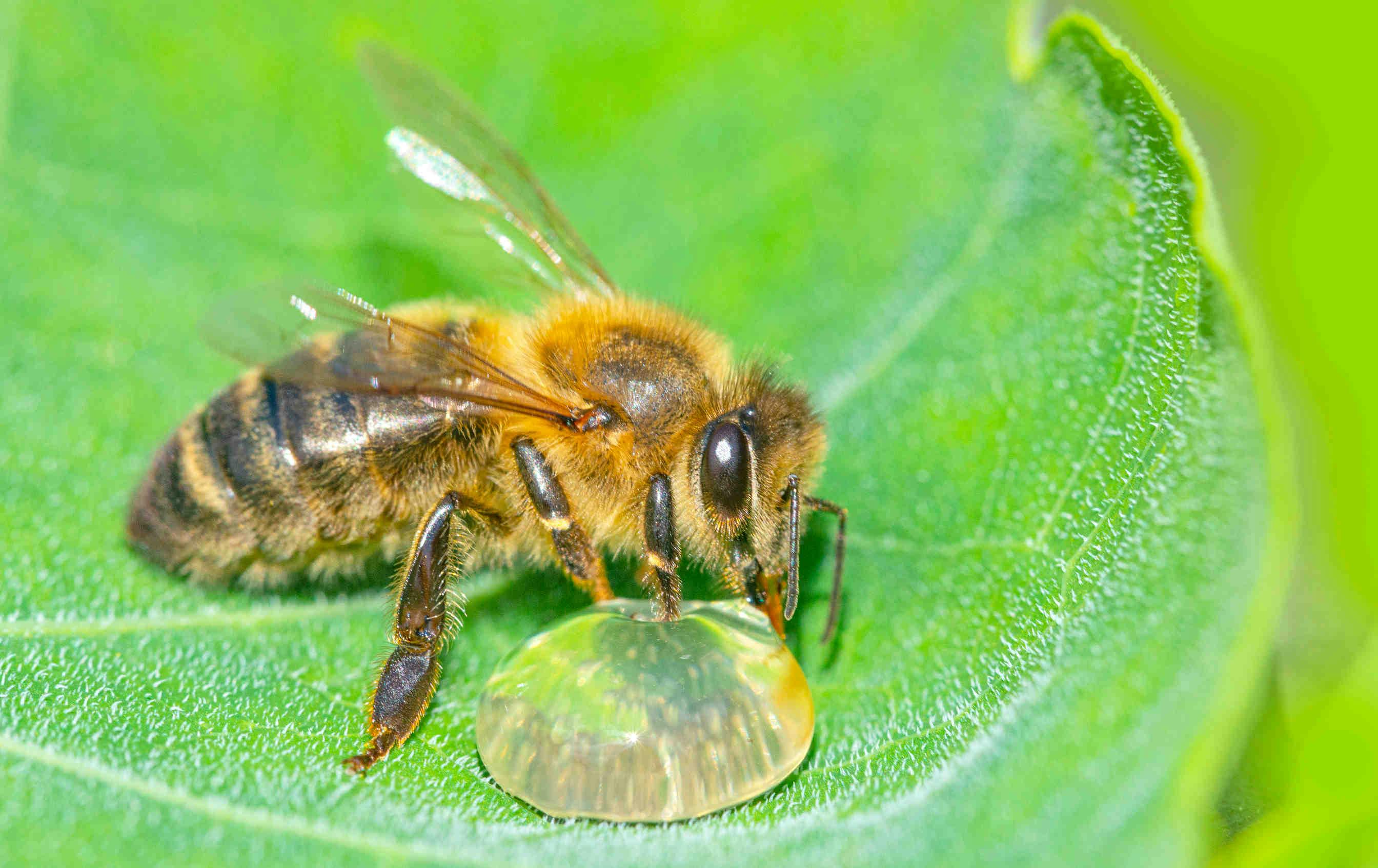 COP27 e cambiamenti climatici: cosa c’entrano le api?