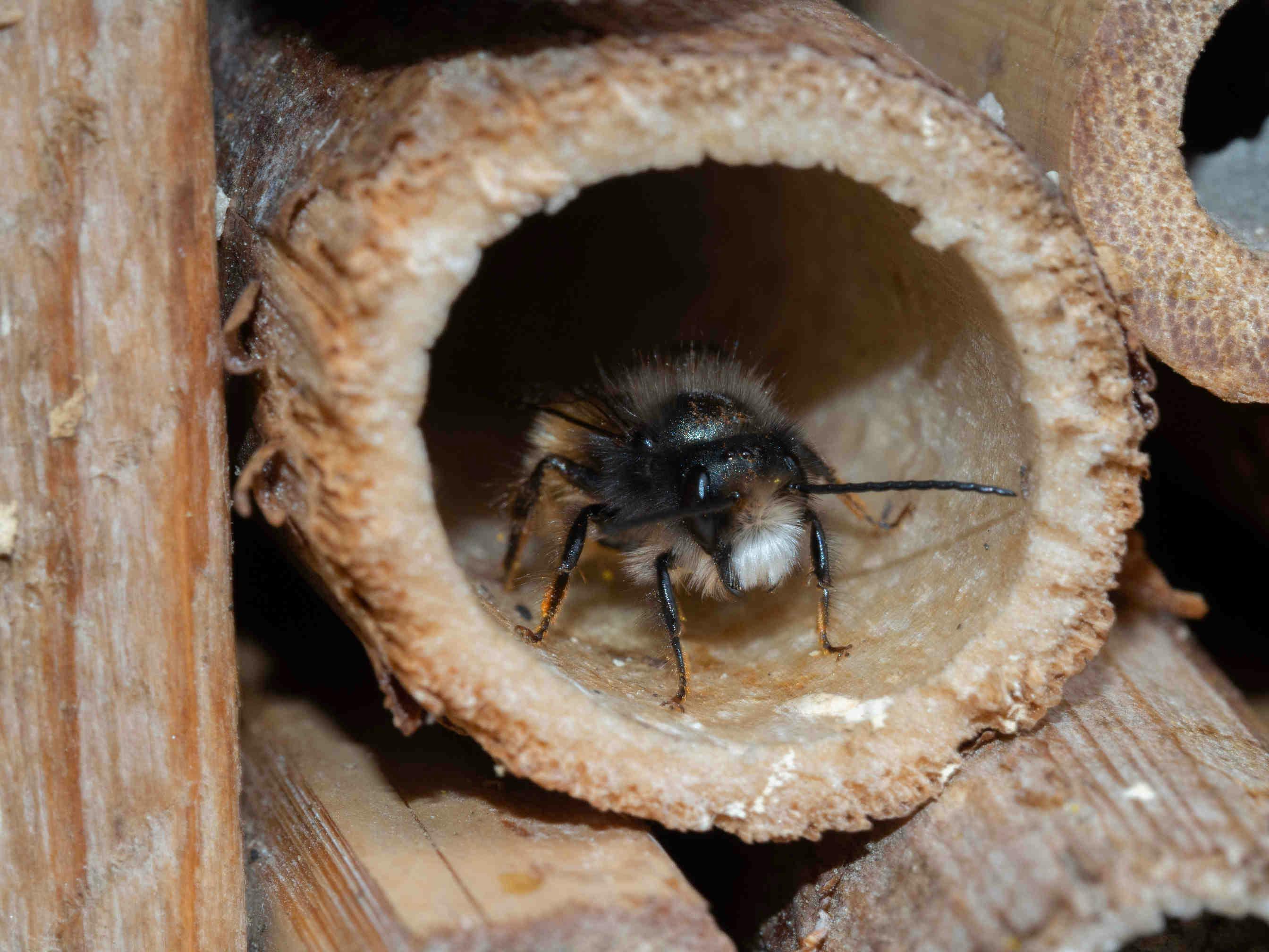 Il ruolo delle osmie o api muratrici