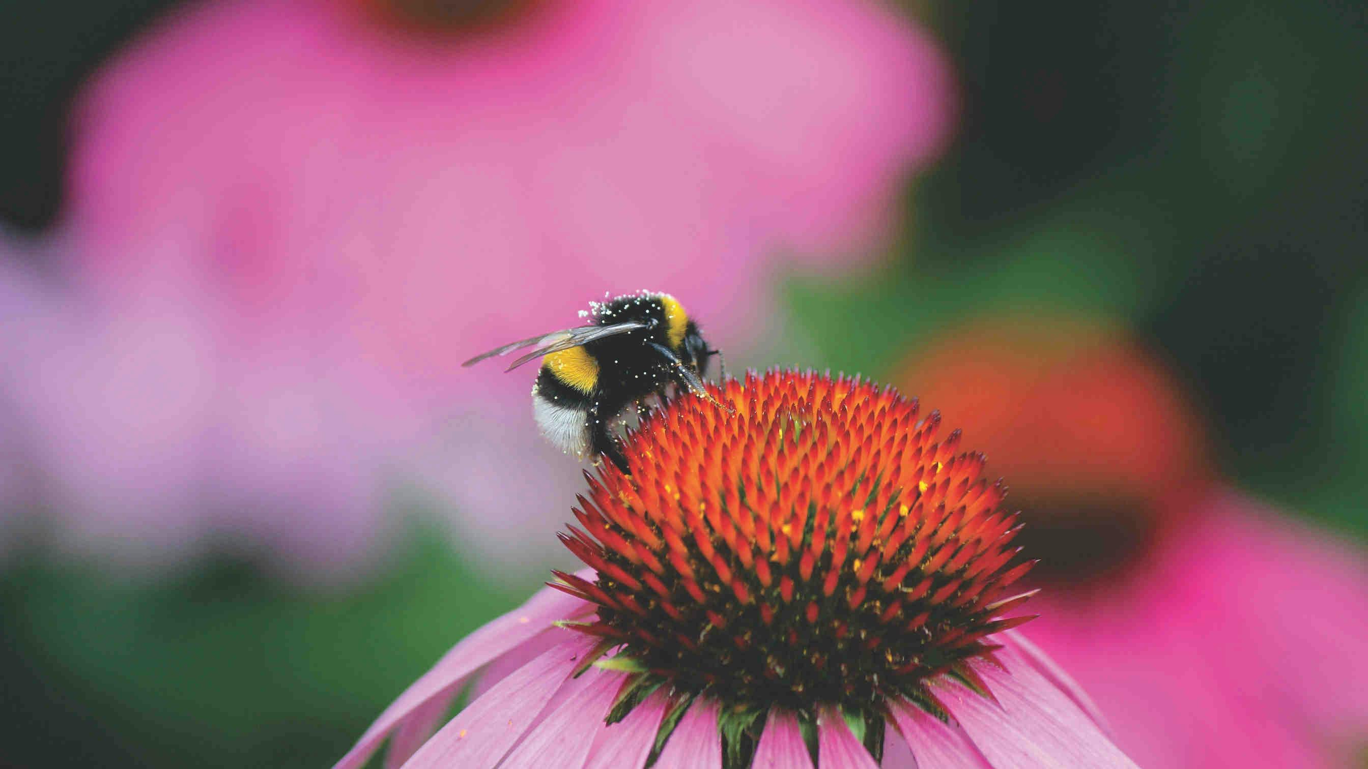 Bumblebee Conservation: The Strategies