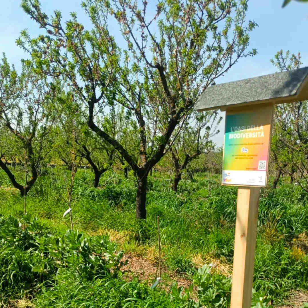 Setting up your Biodiversity Oasis project - Contact us