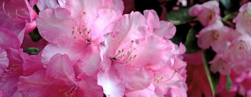Miele di Rododendro
