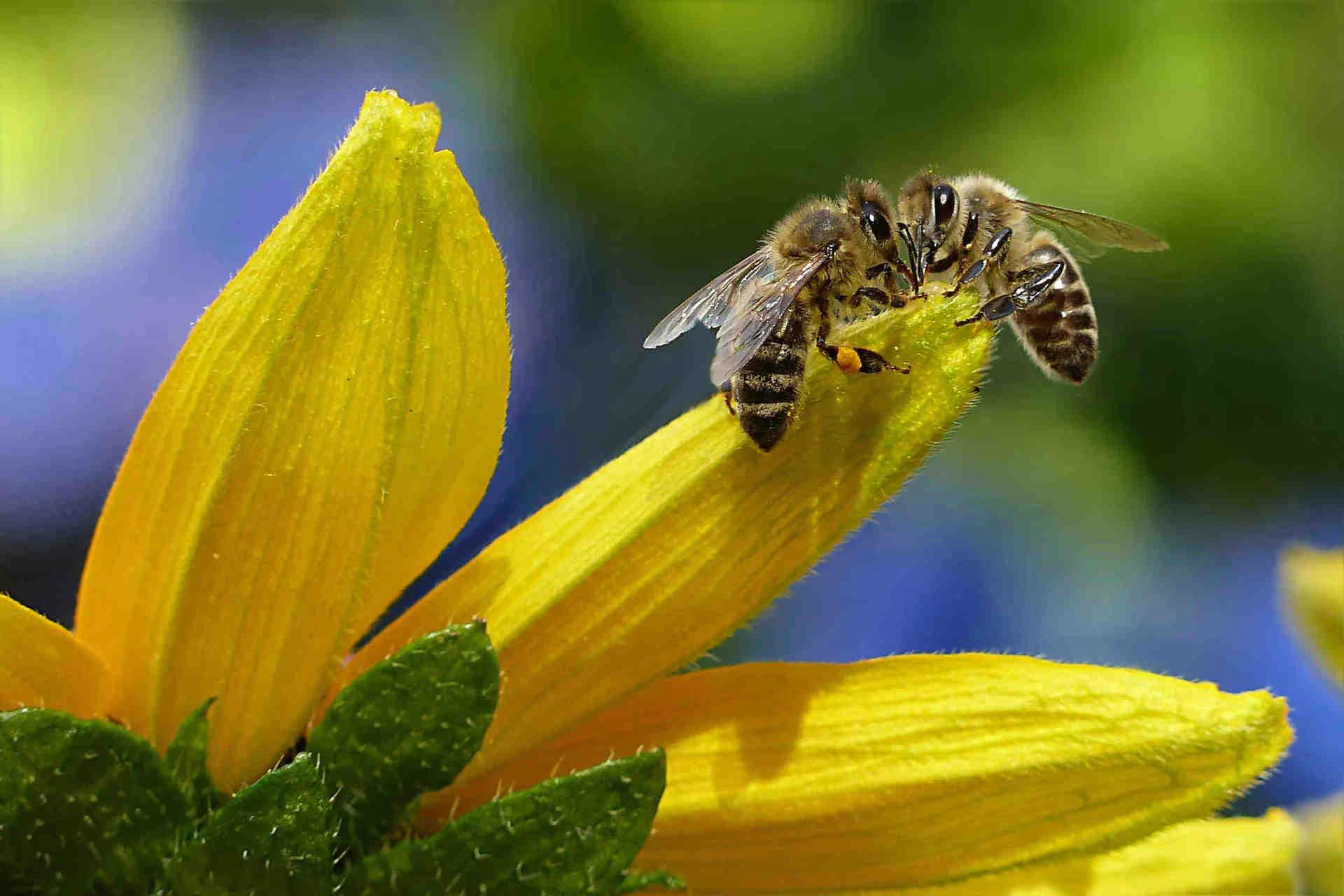 Conclusion : rôle crucial des abeilles et des pollinisateurs