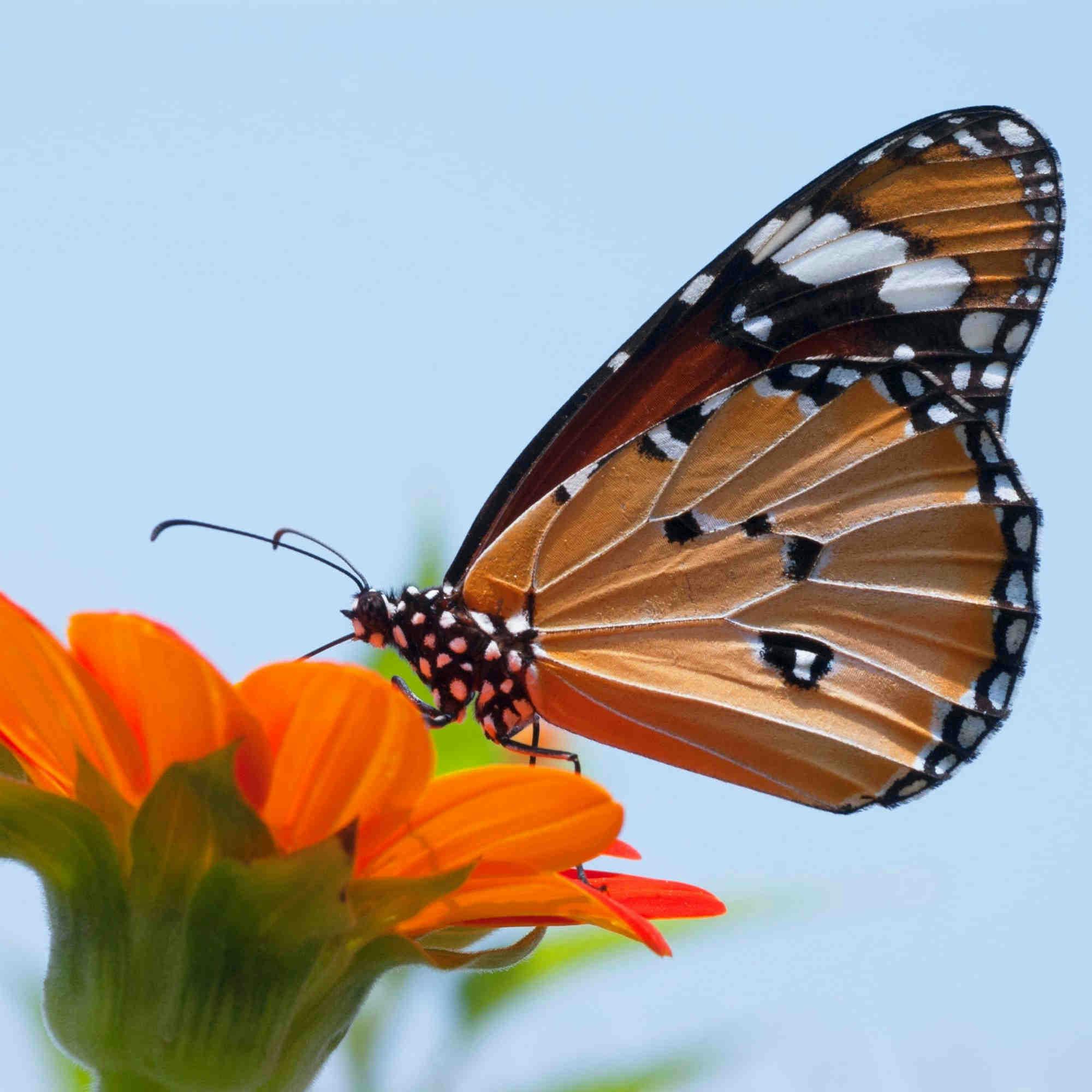 Proteger las mariposas y sus hábitats