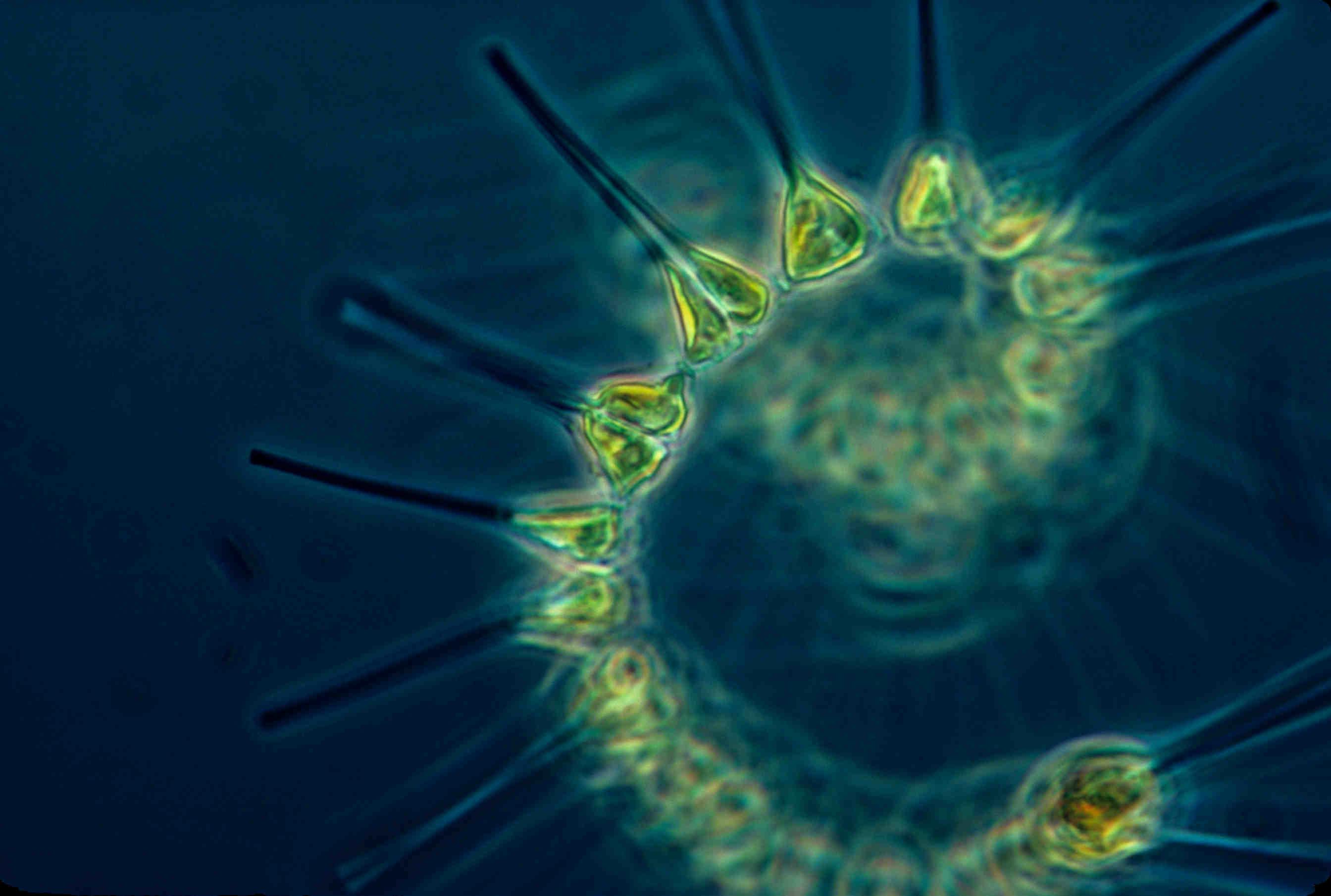 L'importanza del fitoplancton