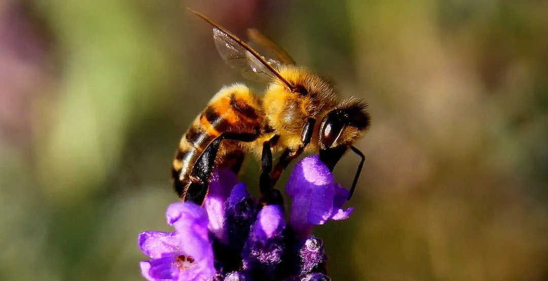 Le développement de votre colonie avec les ruches 3Bee