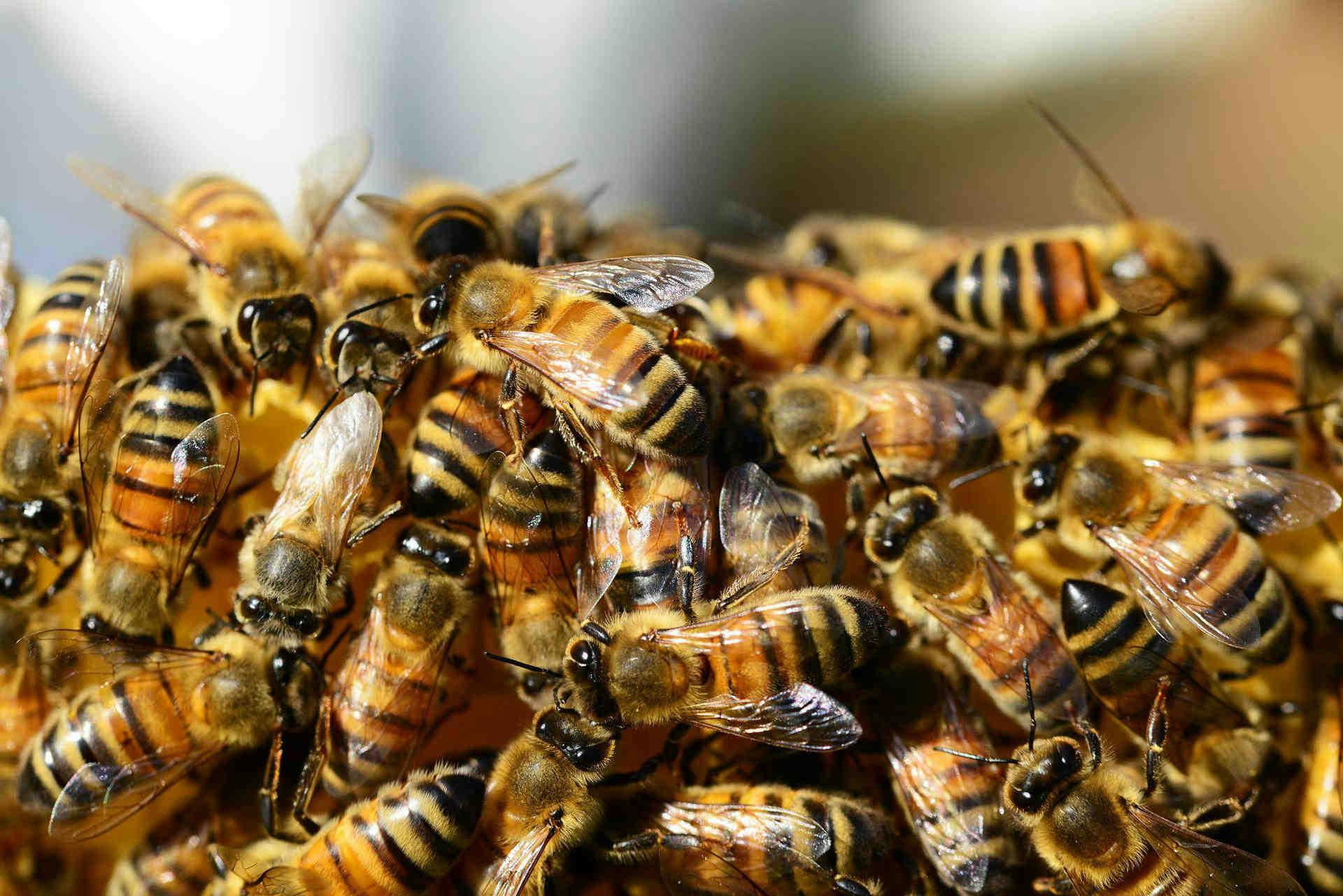 Von einem technologischen Bienenstock gesammelte Daten