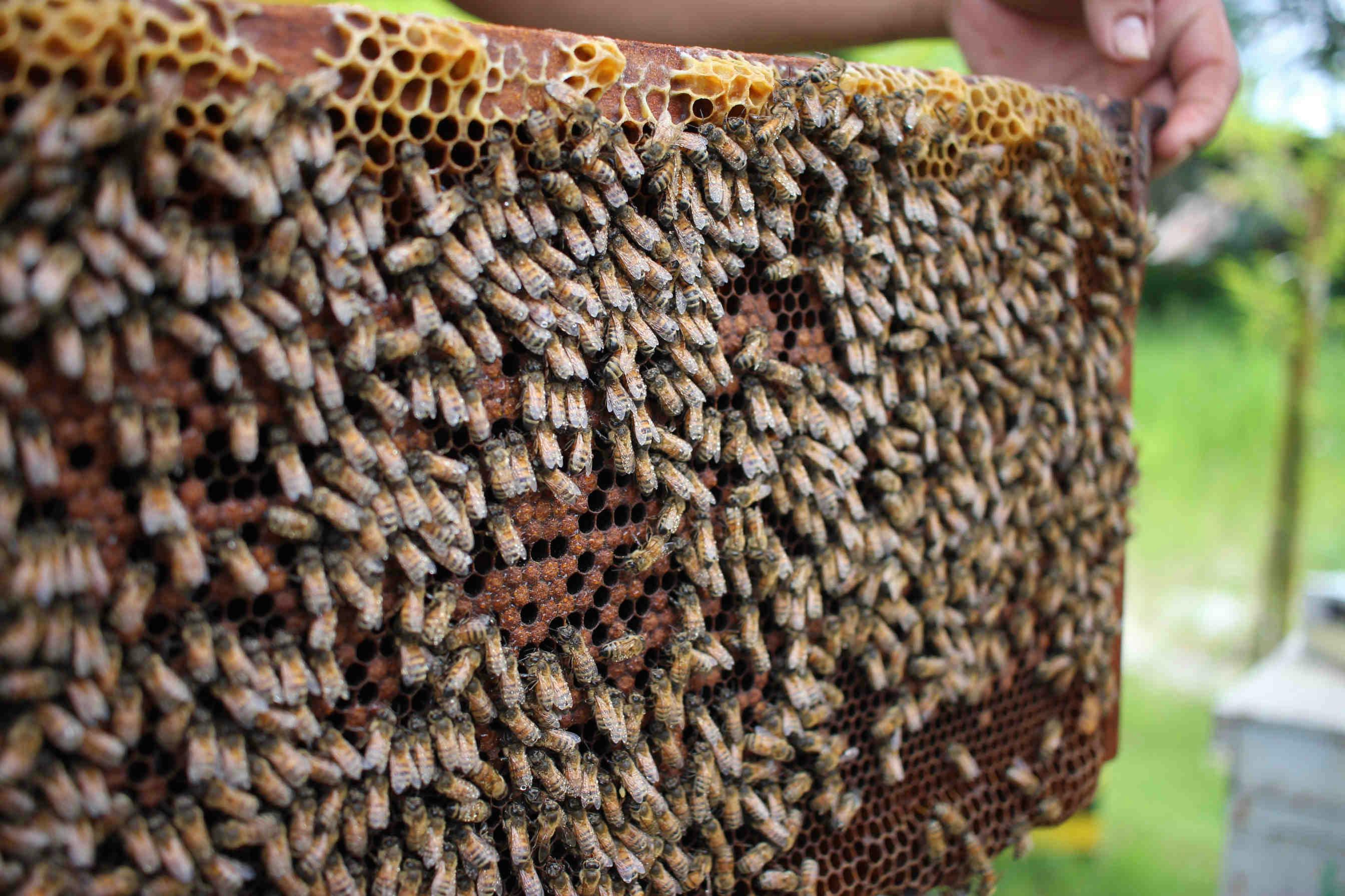 Benefici e proprietà del miele di Stregonia