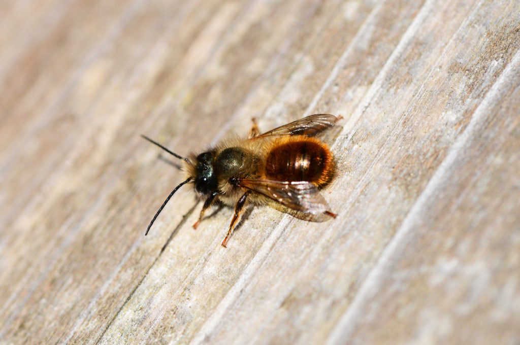 L’Osmia Rufa, un’ape solitaria